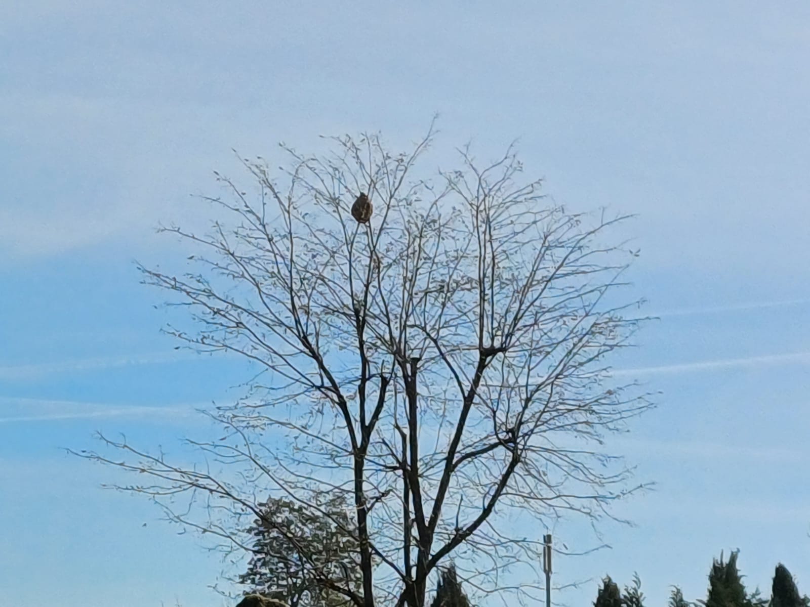 Photo supplémentaire du signalement #212