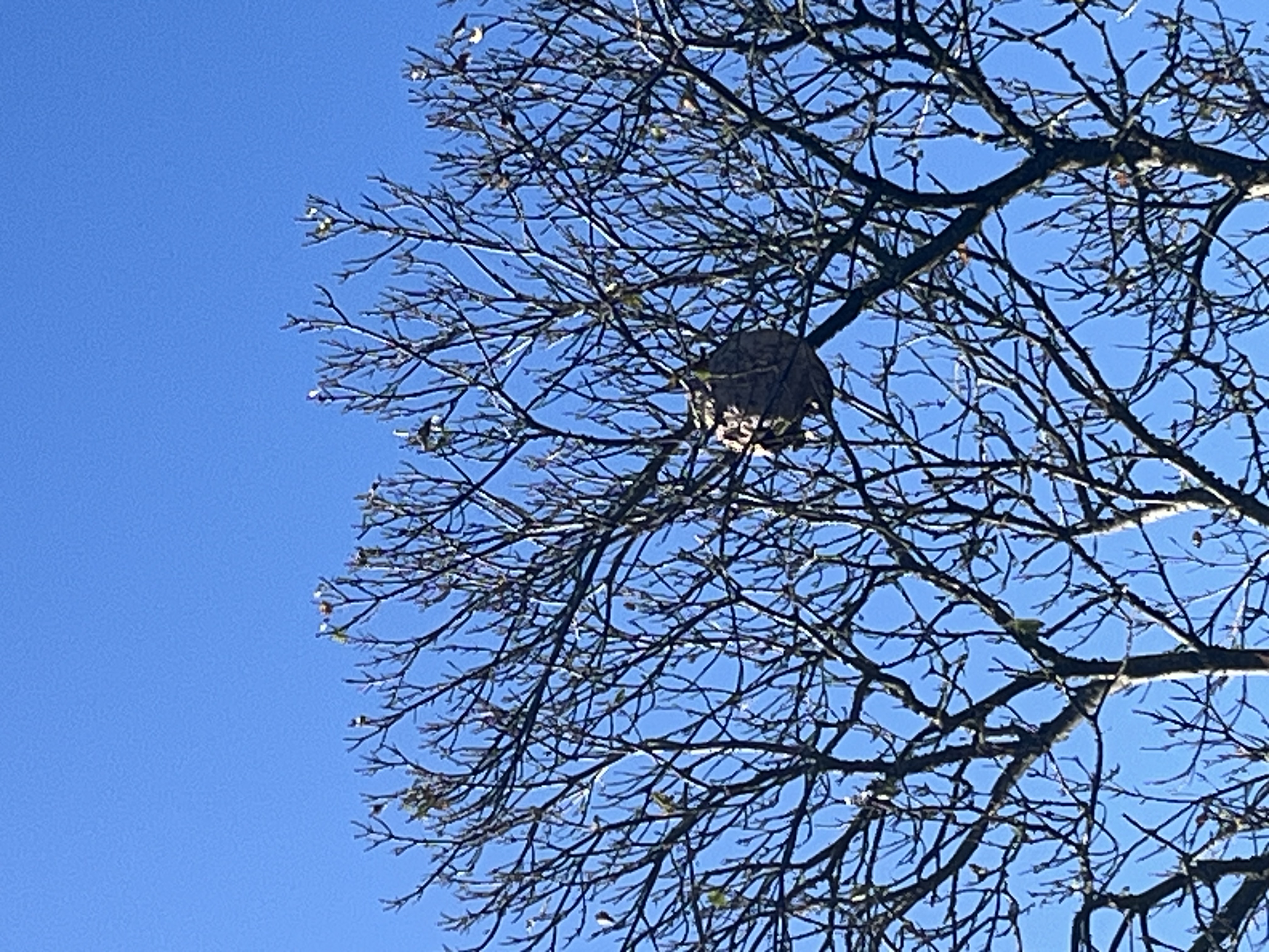 Photo supplémentaire du signalement #224