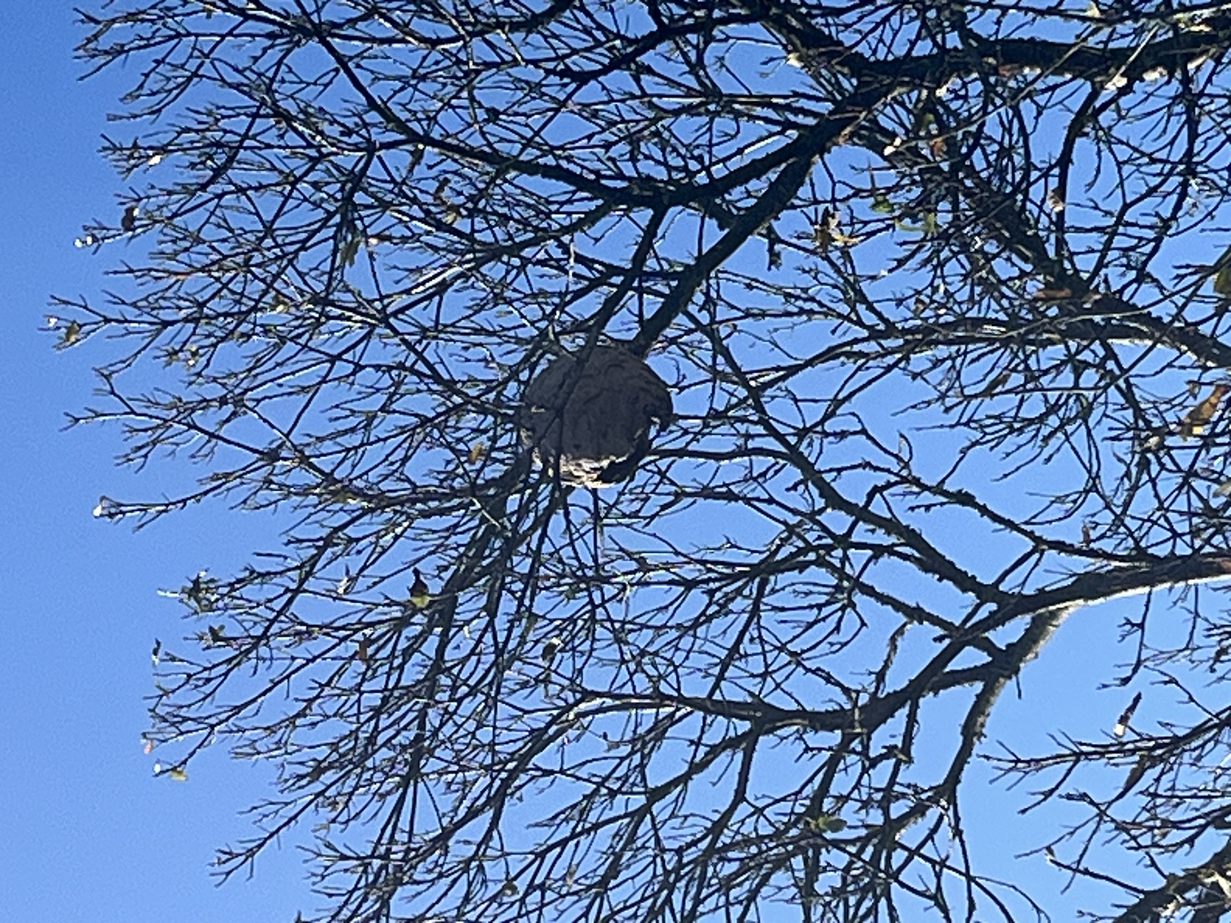 Photo supplémentaire du signalement #224