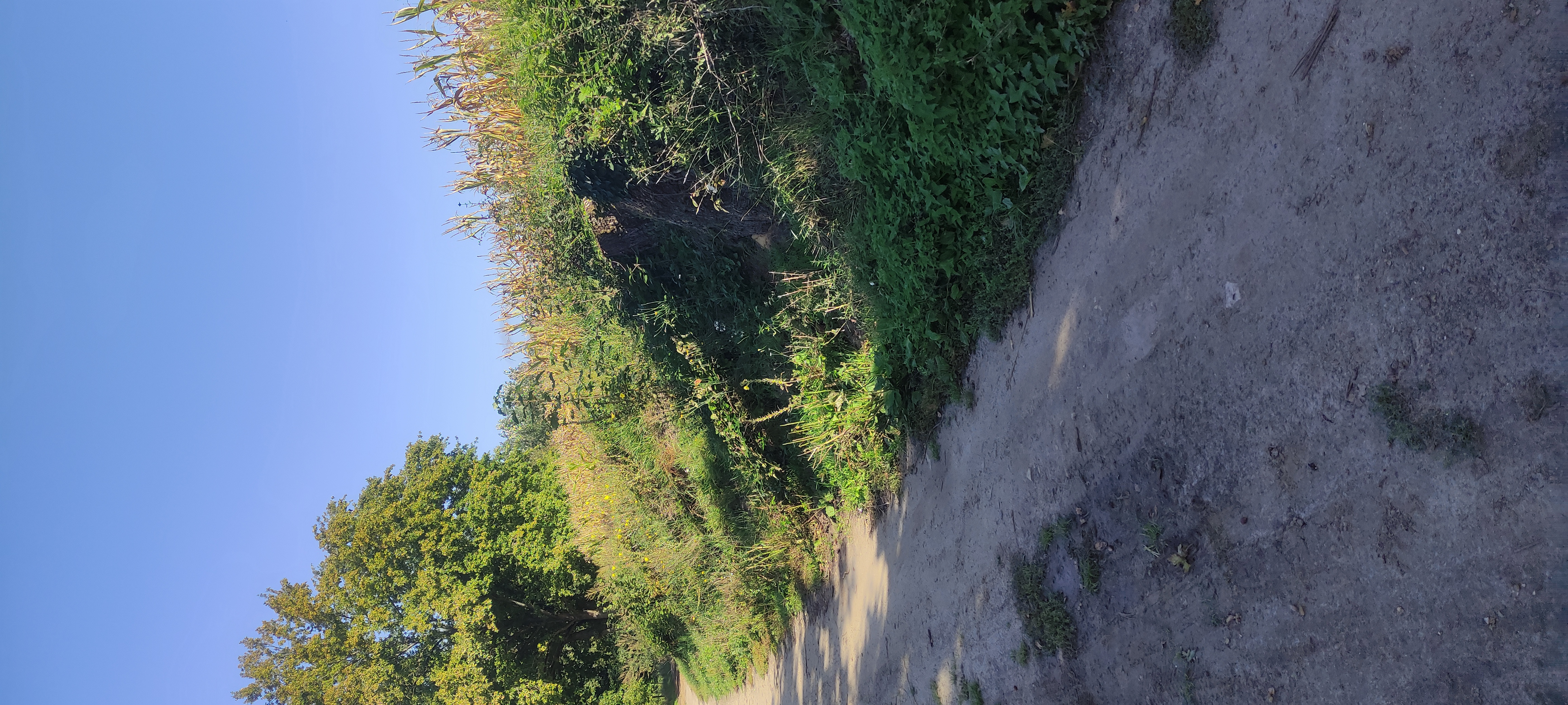 Photo supplémentaire du signalement #230