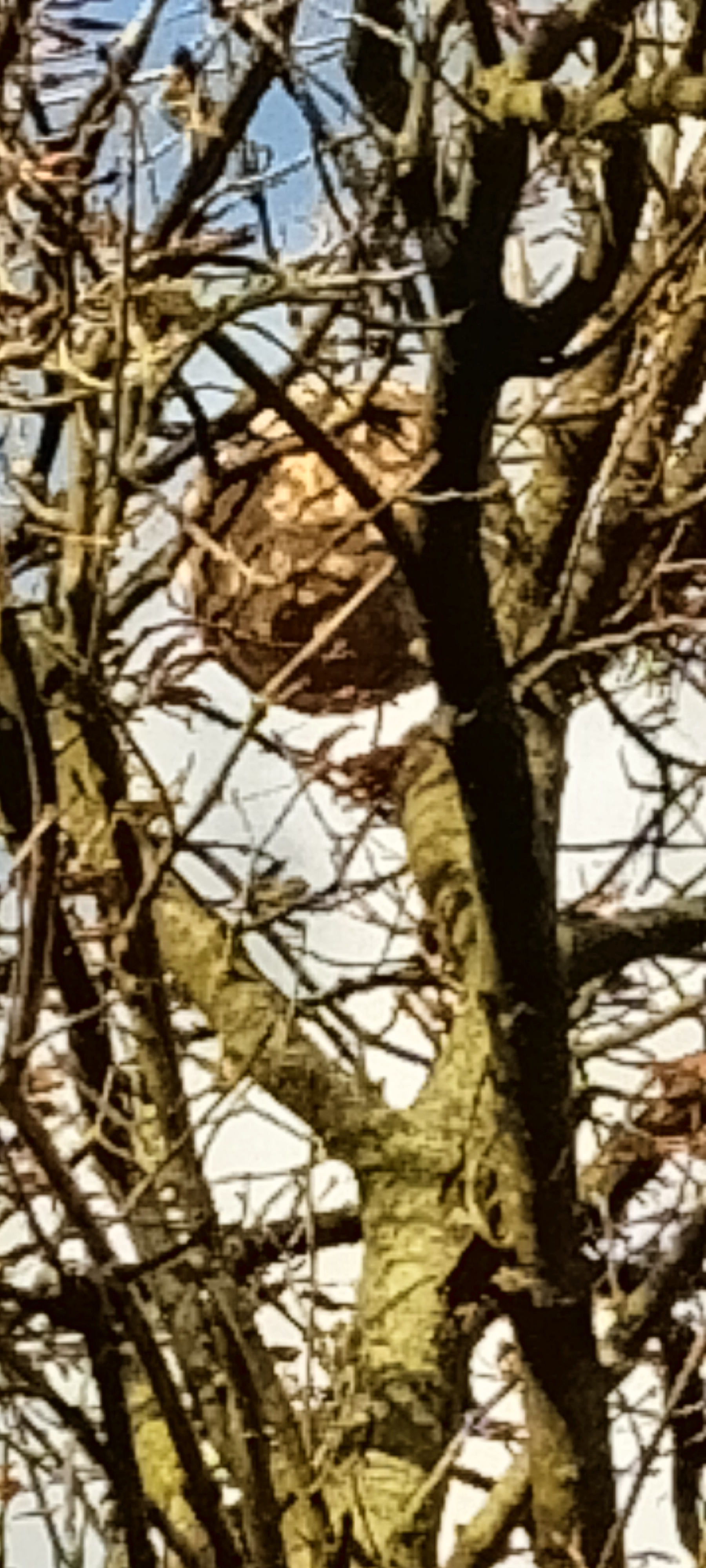 Photo supplémentaire du signalement #276