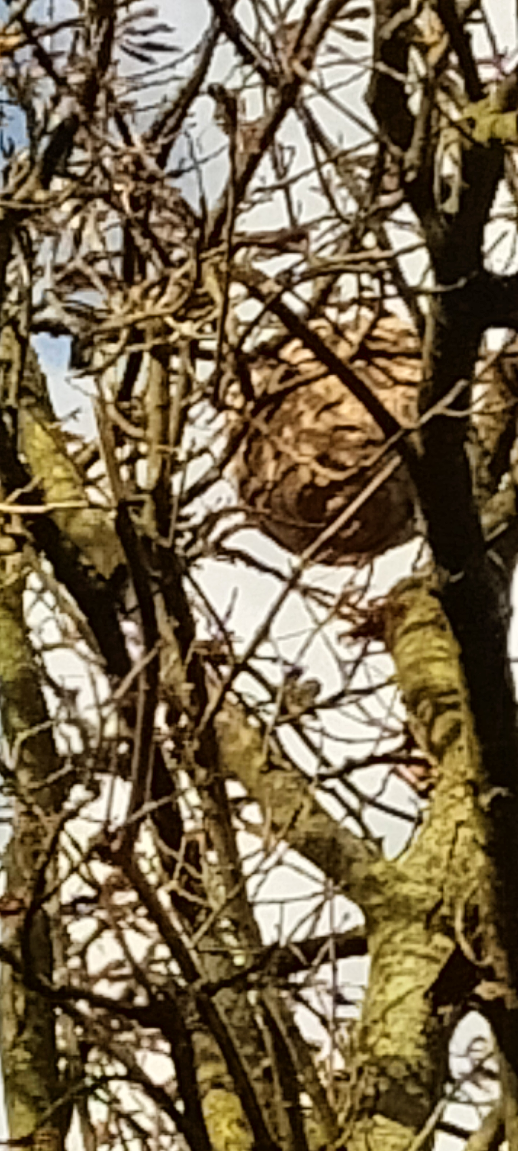 Photo supplémentaire du signalement #276