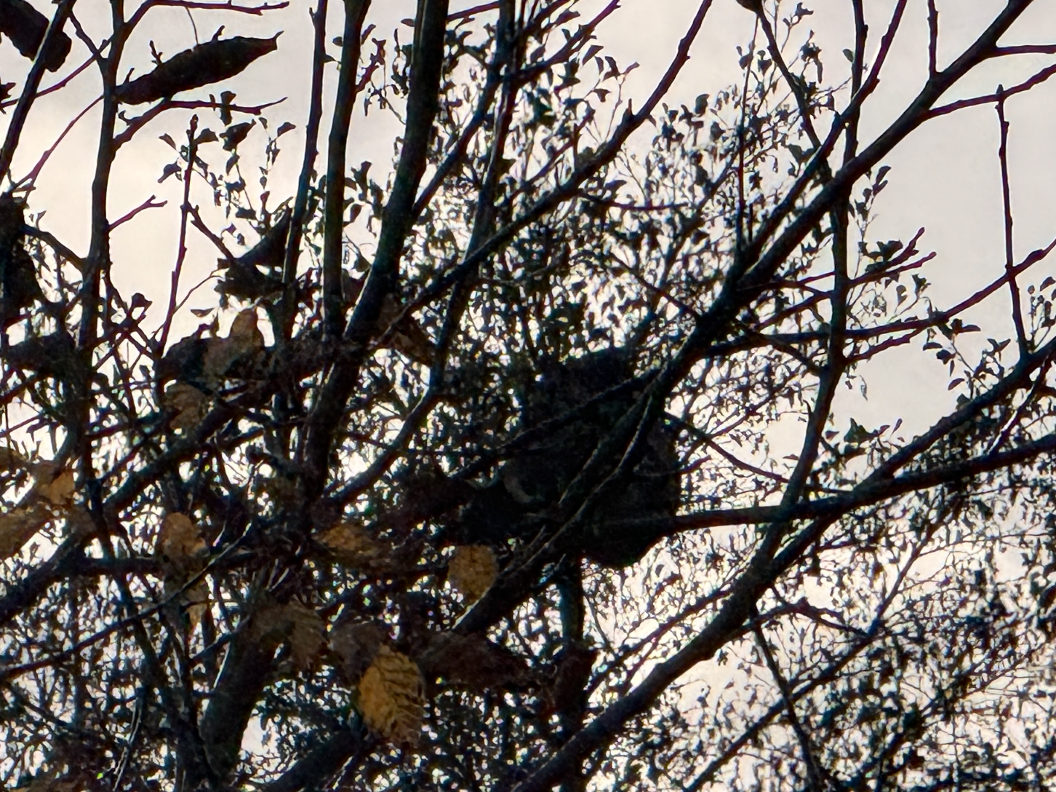 Photo supplémentaire du signalement #294