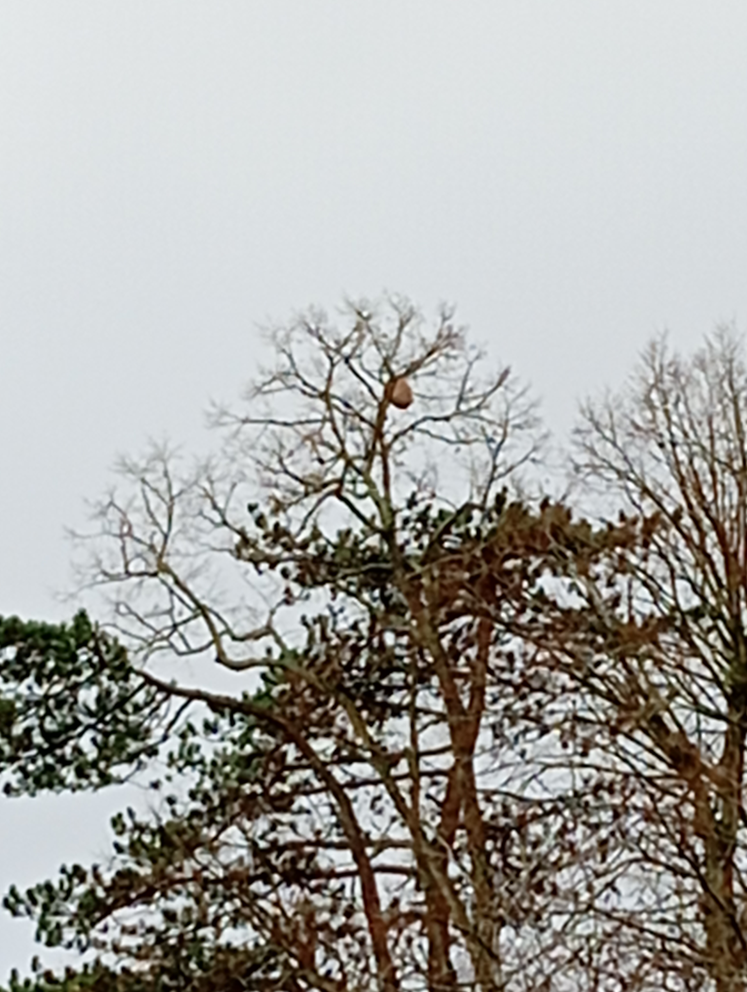 Photo supplémentaire du signalement #318