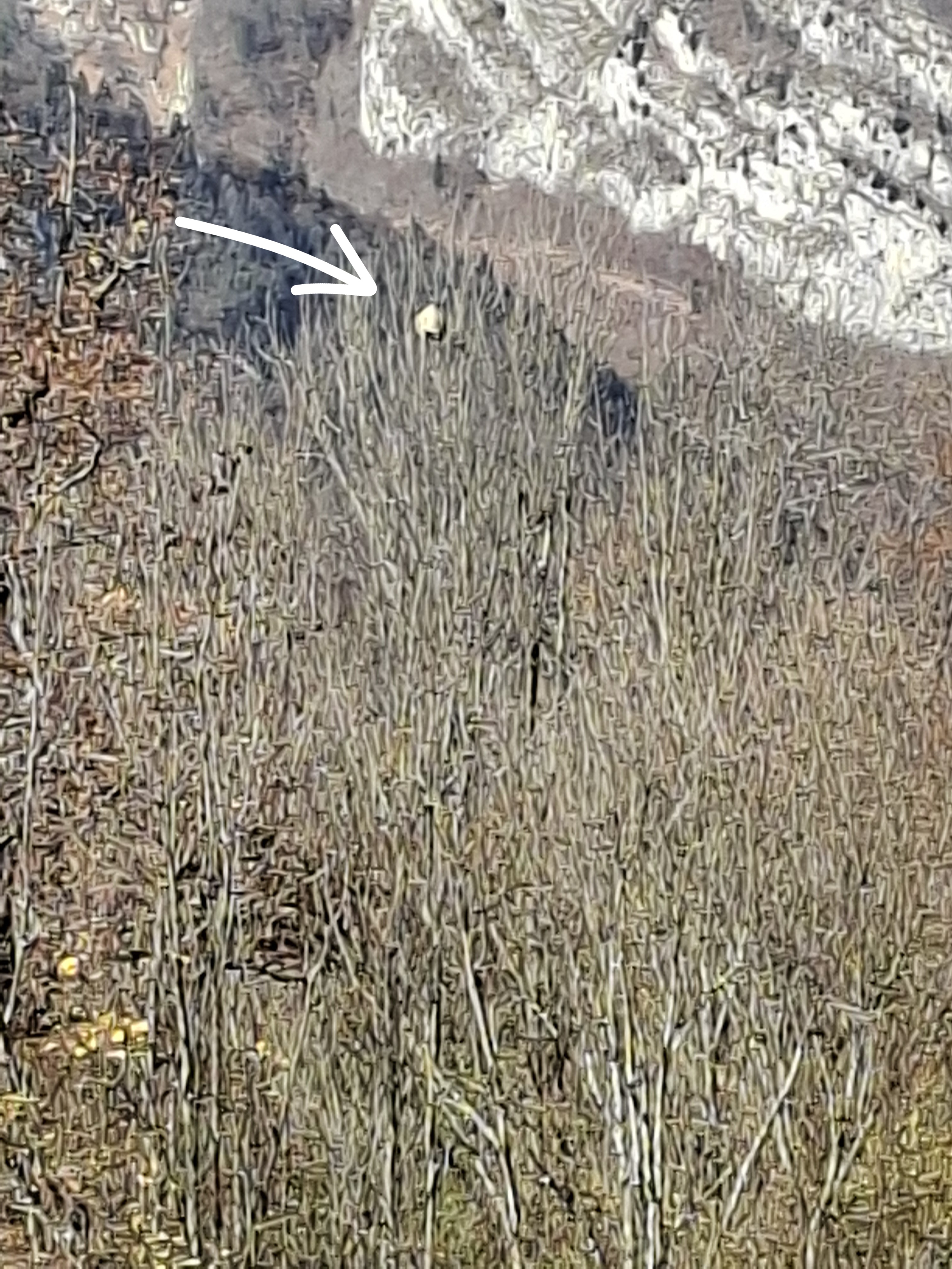 Photo supplémentaire du signalement #320