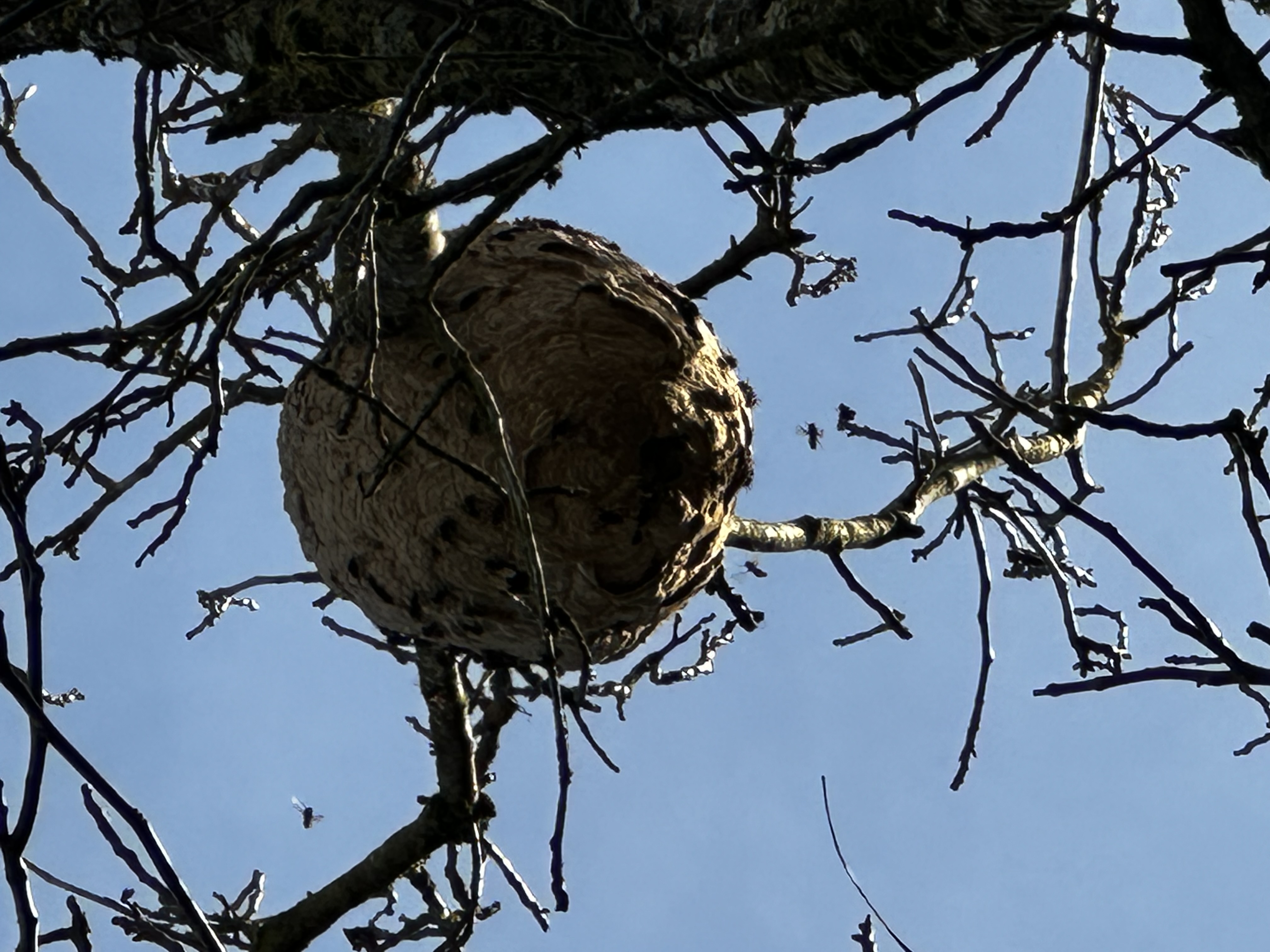 Photo supplémentaire du signalement #372