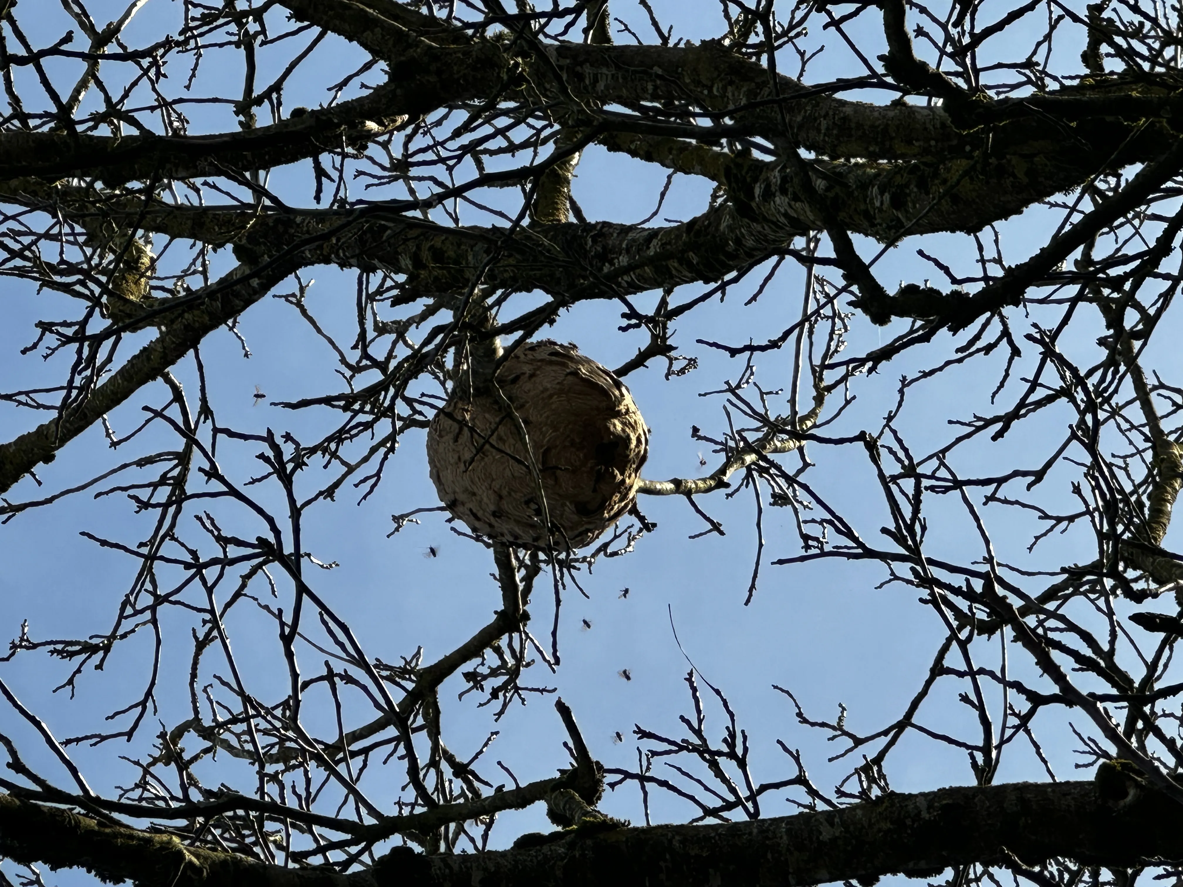 Nid neutralisé à Moussey