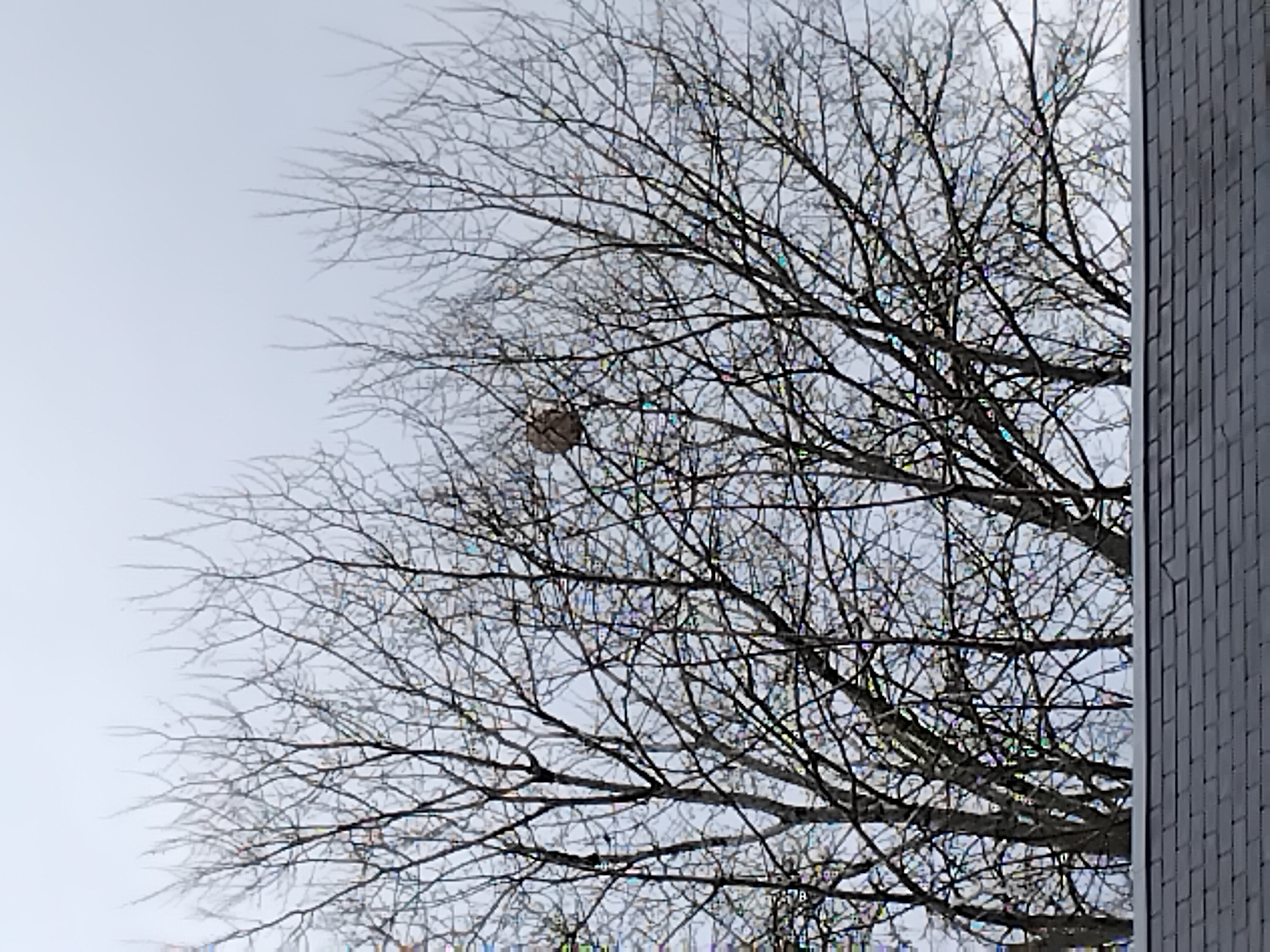 Photo supplémentaire du signalement #389