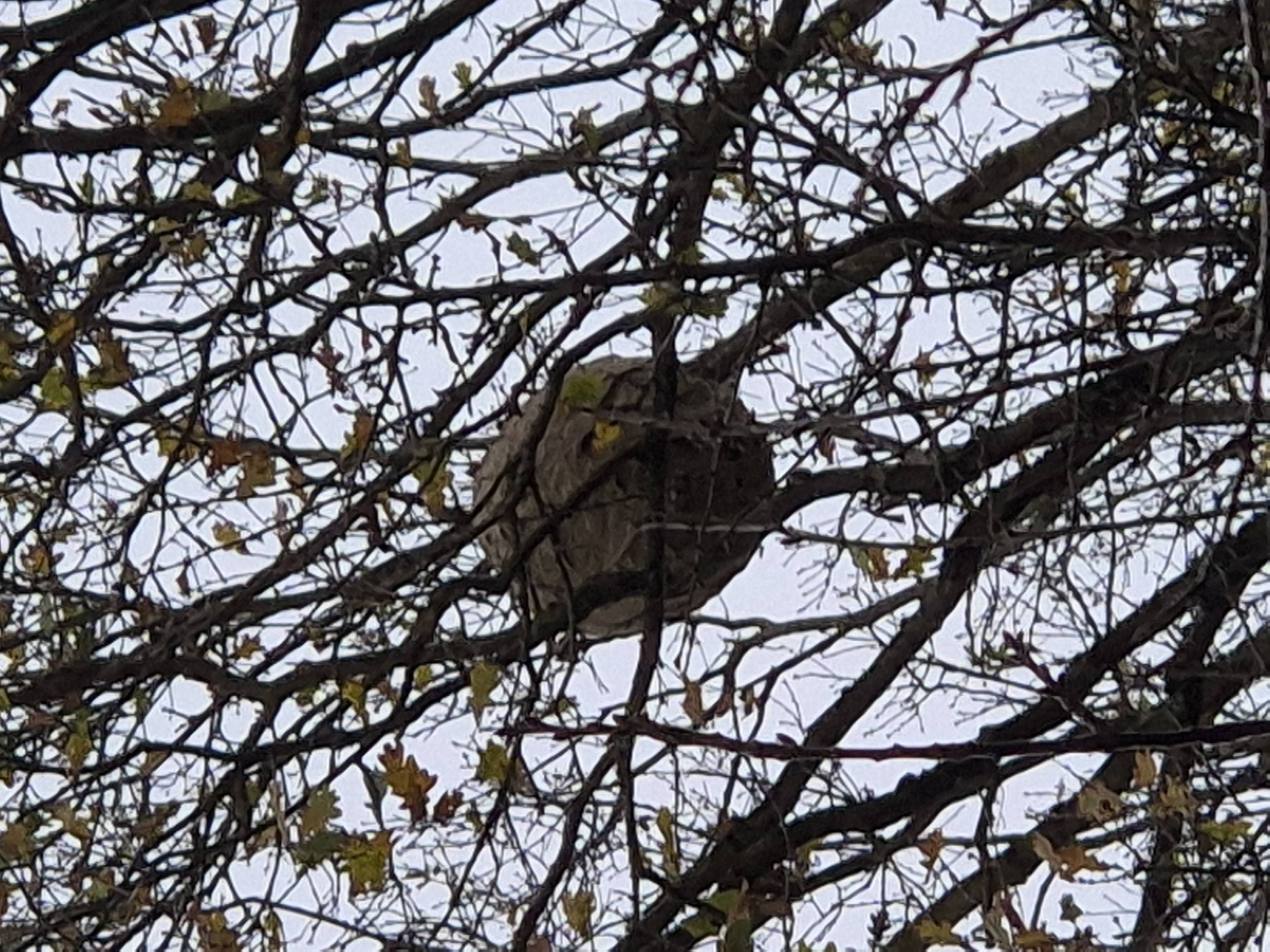 Photo supplémentaire du signalement #396