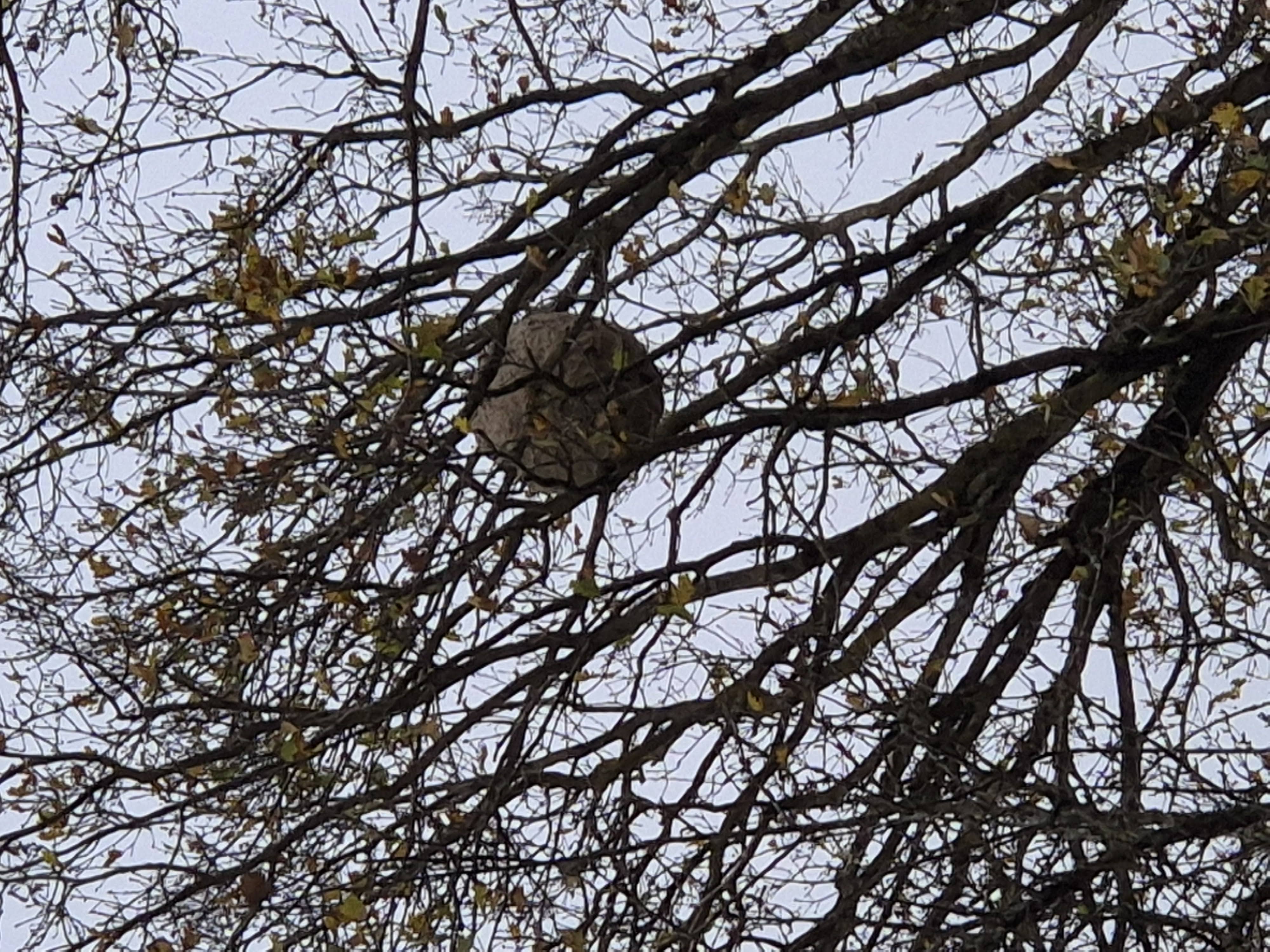 Photo supplémentaire du signalement #396