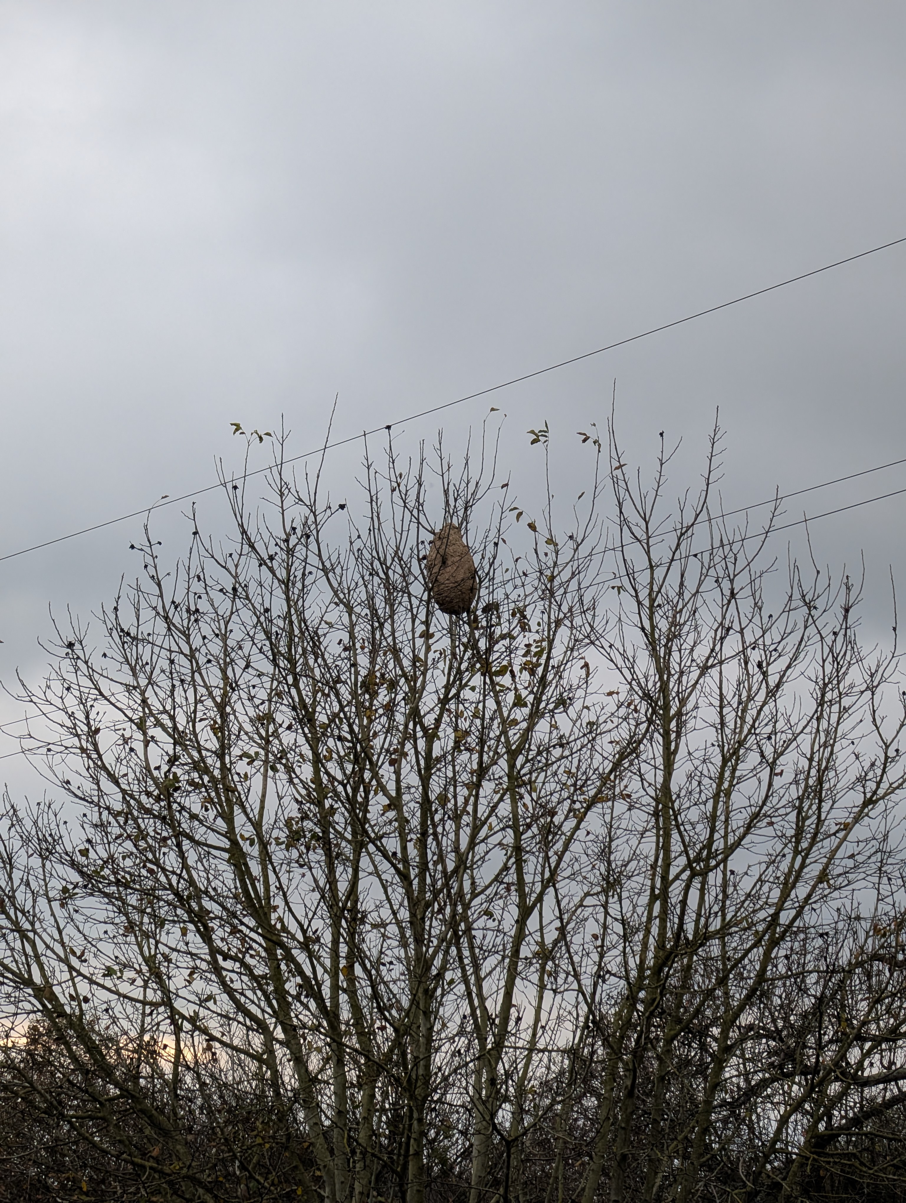 Photo supplémentaire du signalement #420