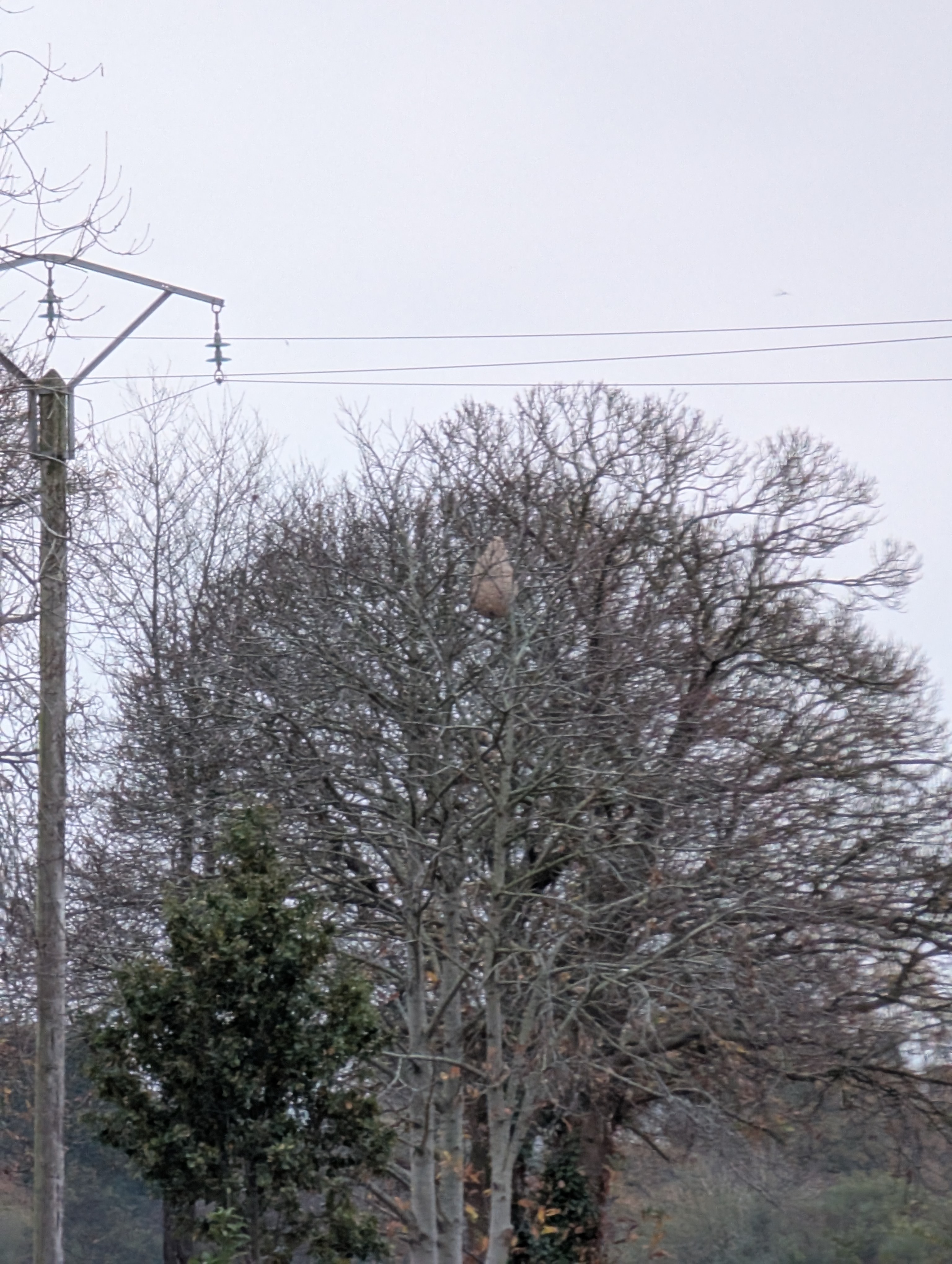 Photo supplémentaire du signalement #421