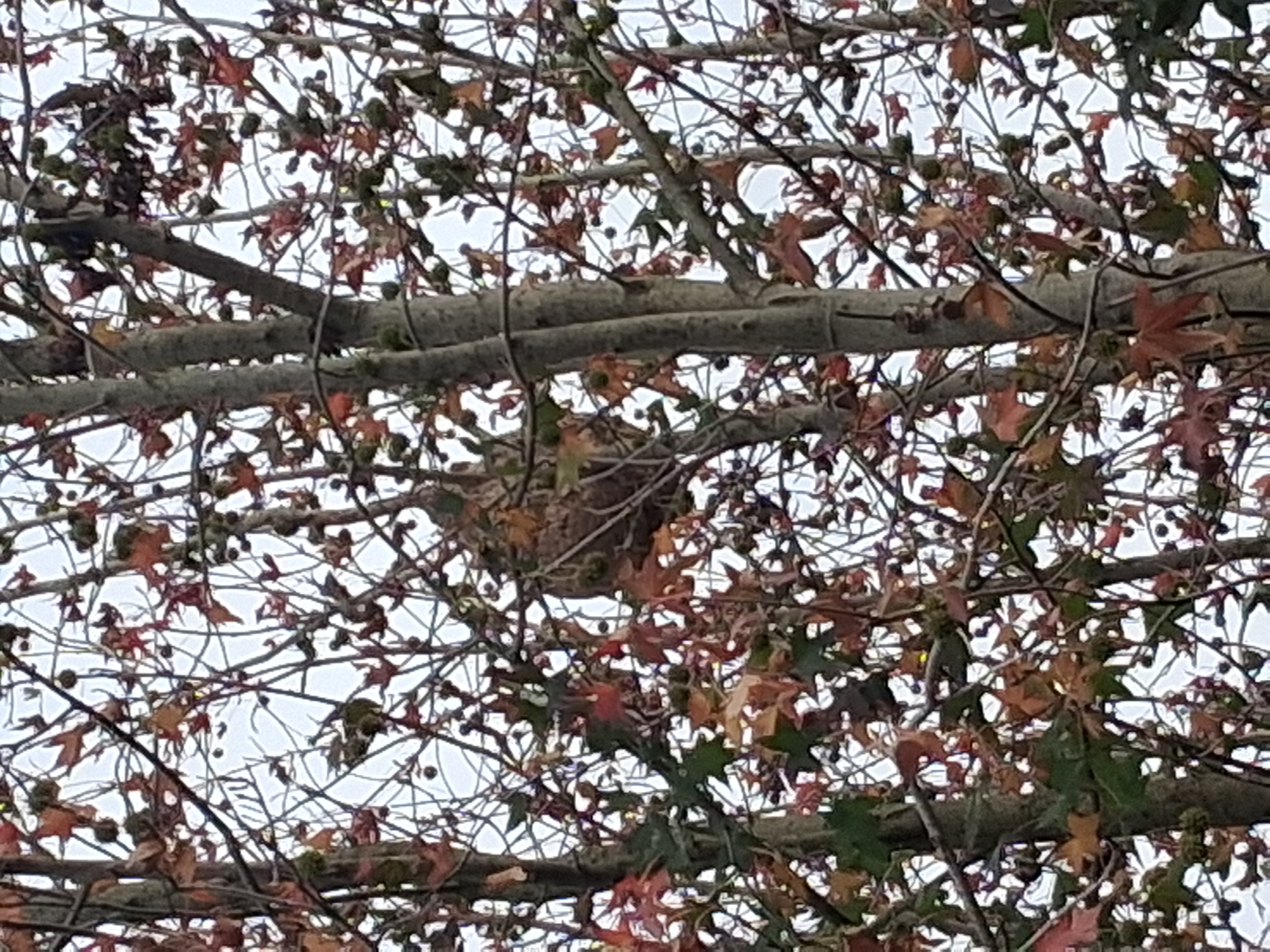 Photo supplémentaire du signalement #430