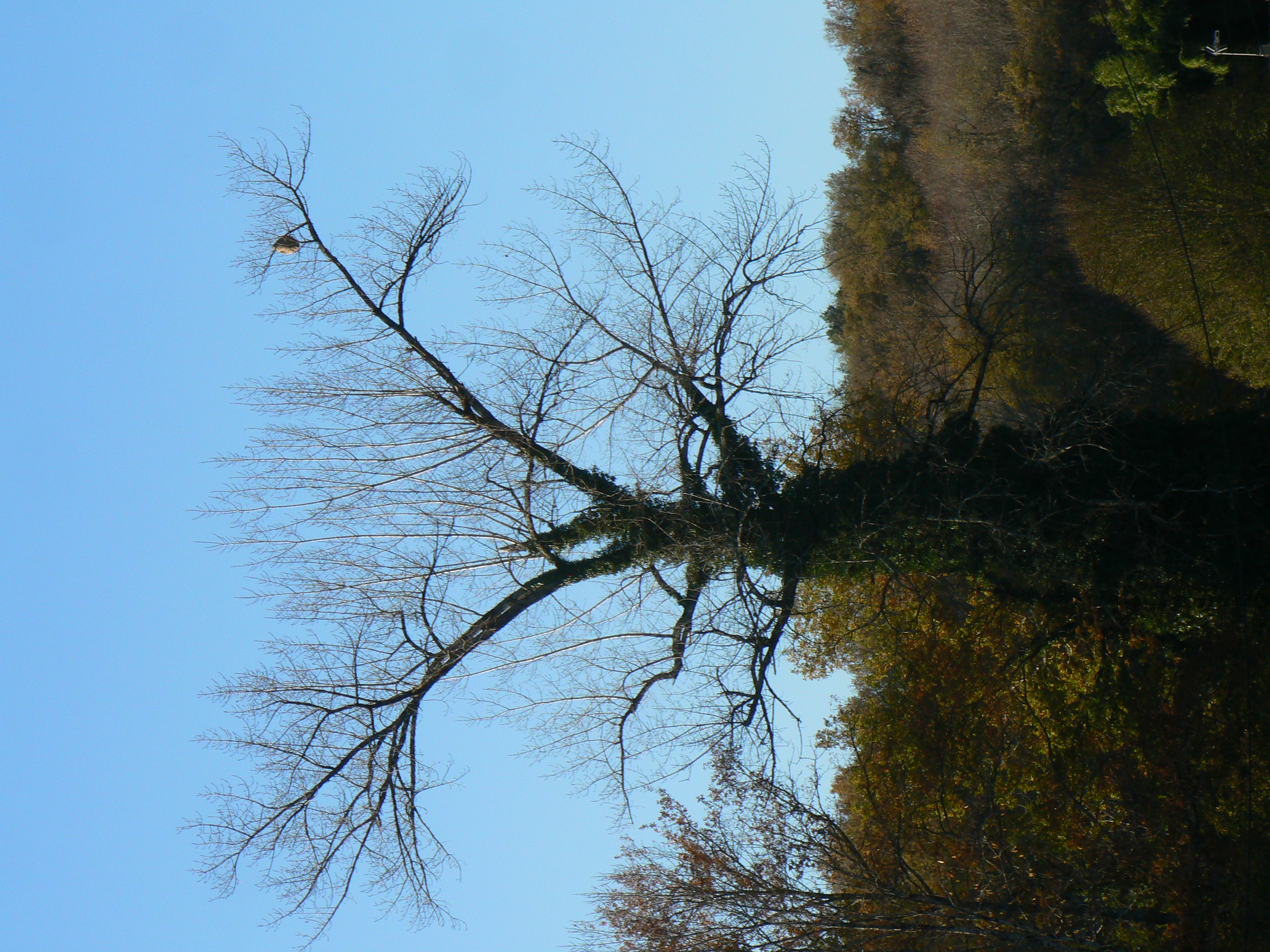 Photo supplémentaire du signalement #461