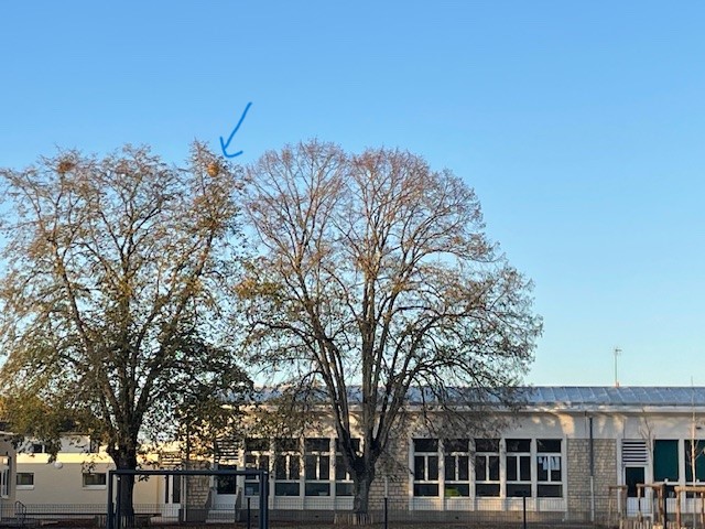 Photo supplémentaire du signalement #465