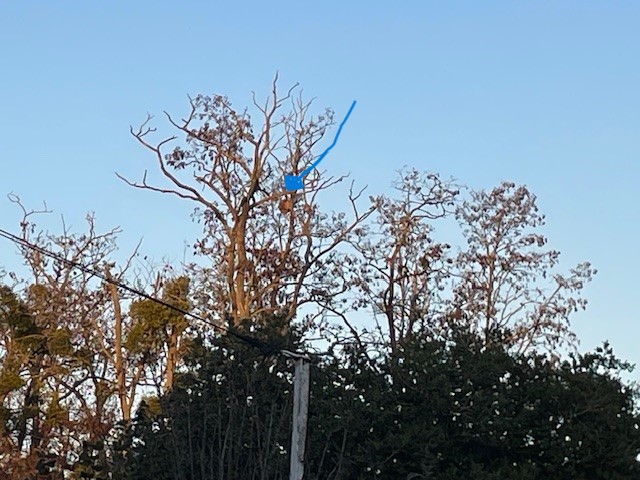 Photo supplémentaire du signalement #467