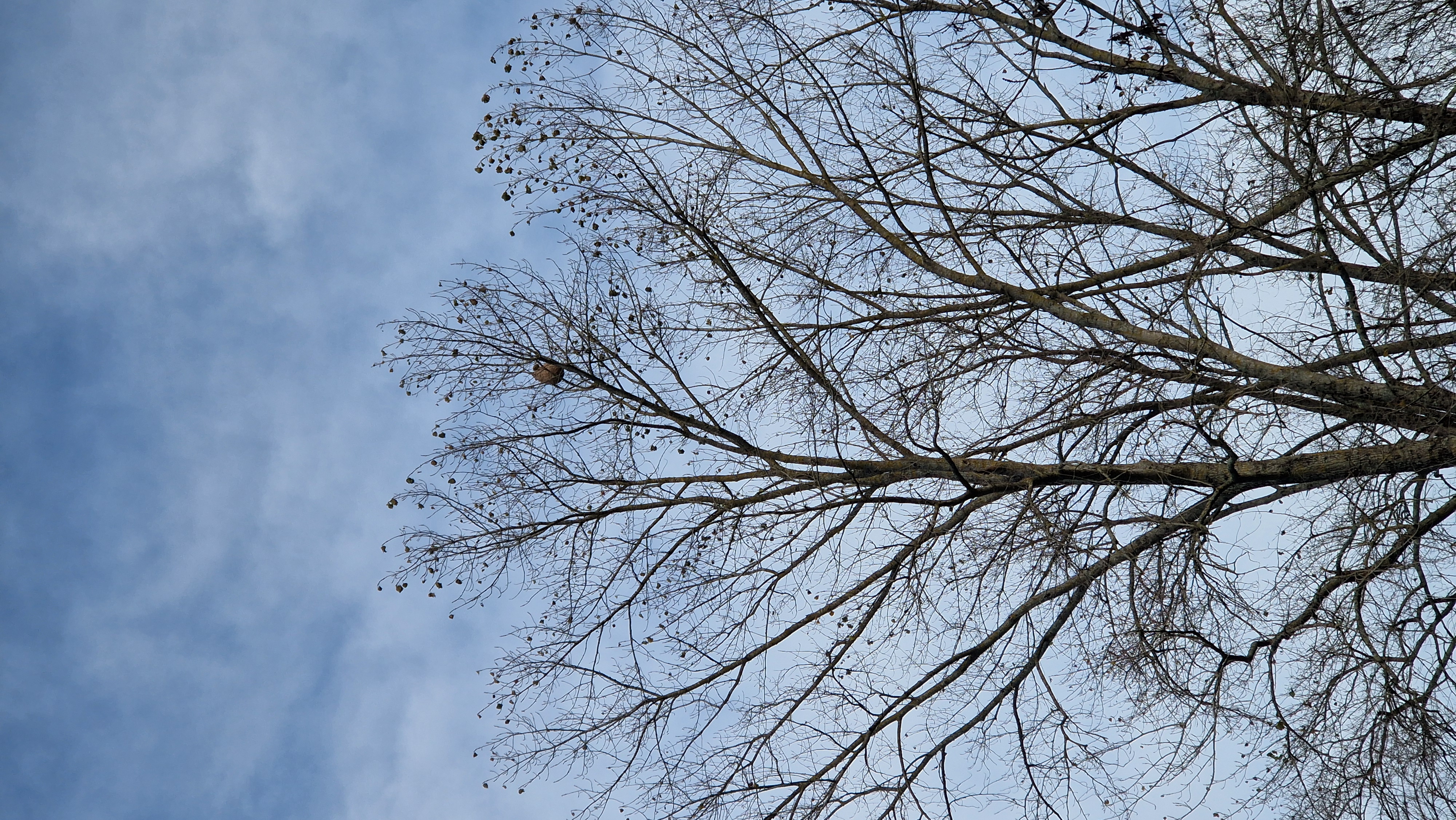 Photo supplémentaire du signalement #475