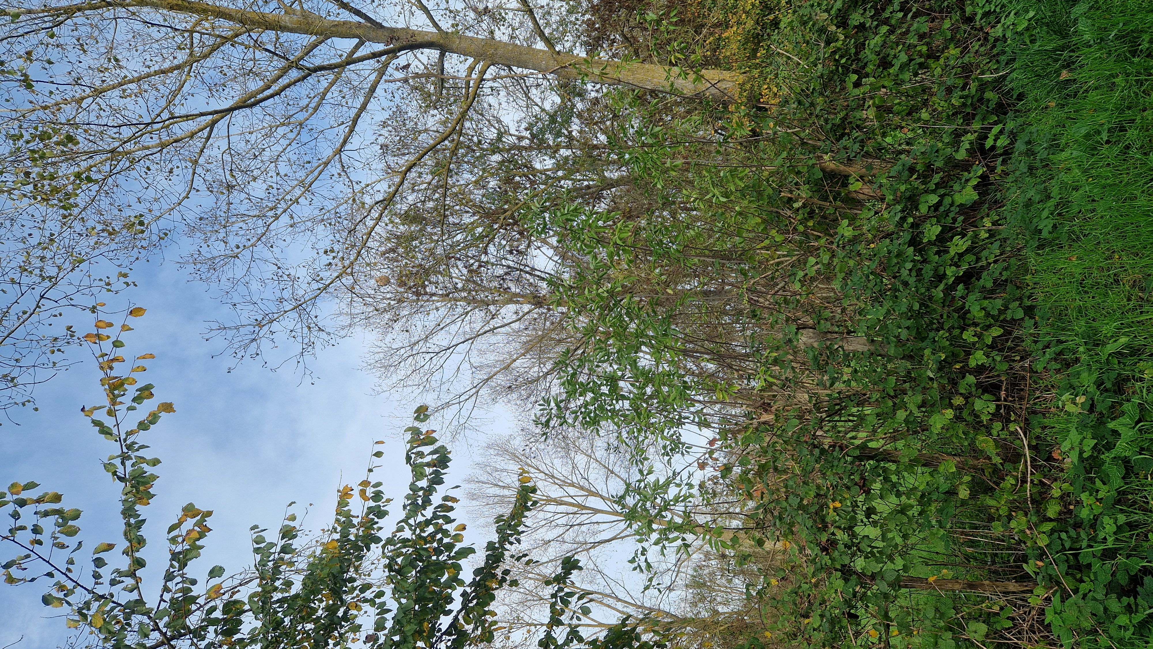 Photo supplémentaire du signalement #476