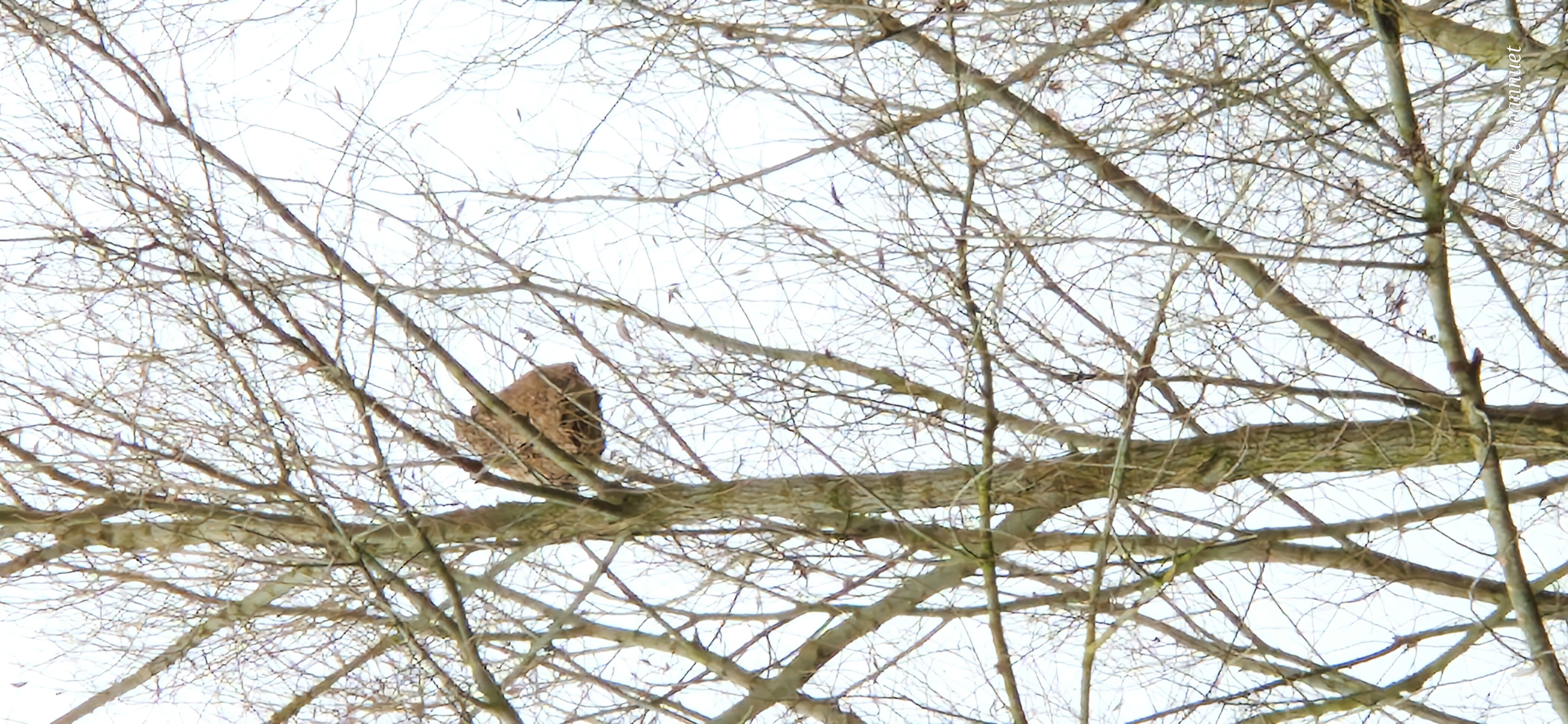 Photo supplémentaire du signalement #483