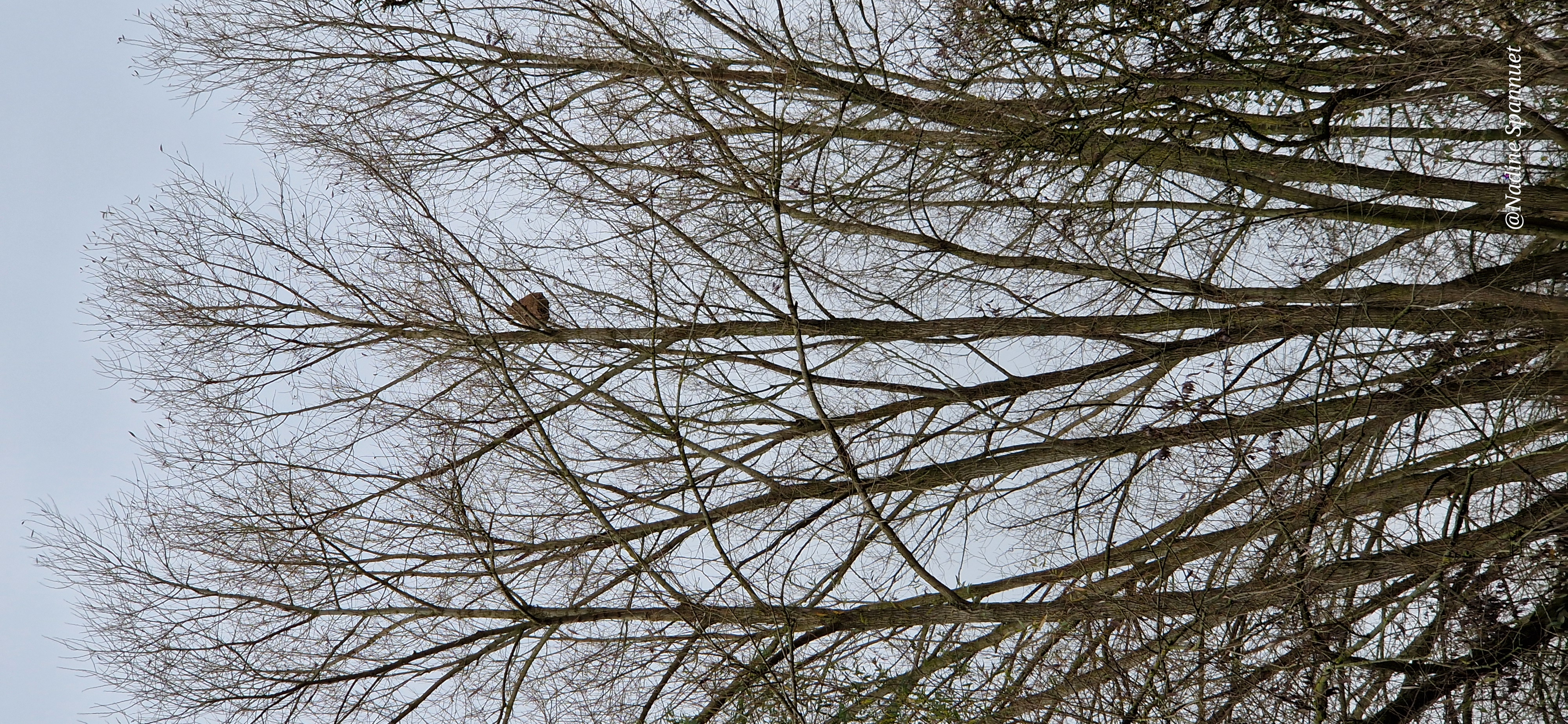 Photo supplémentaire du signalement #483