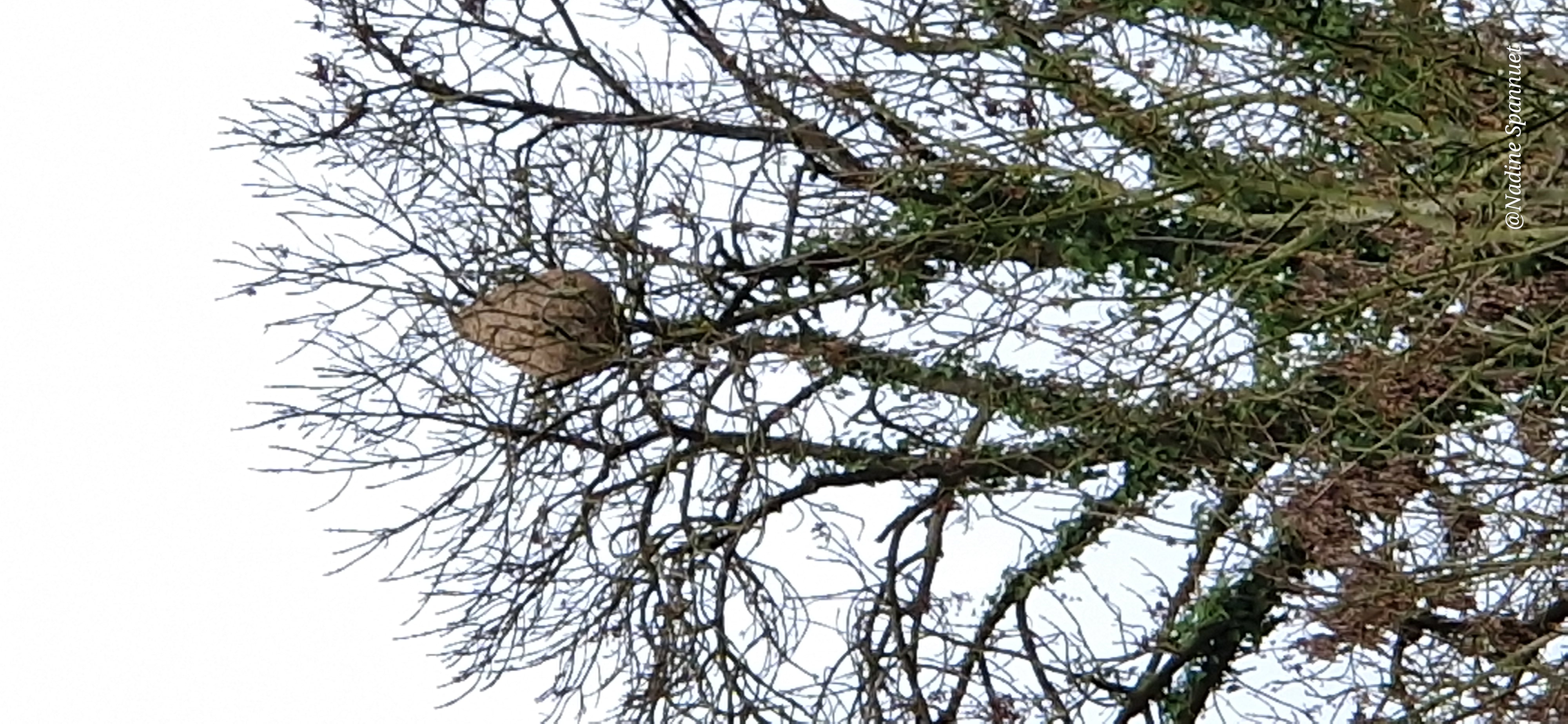 Photo supplémentaire du signalement #484