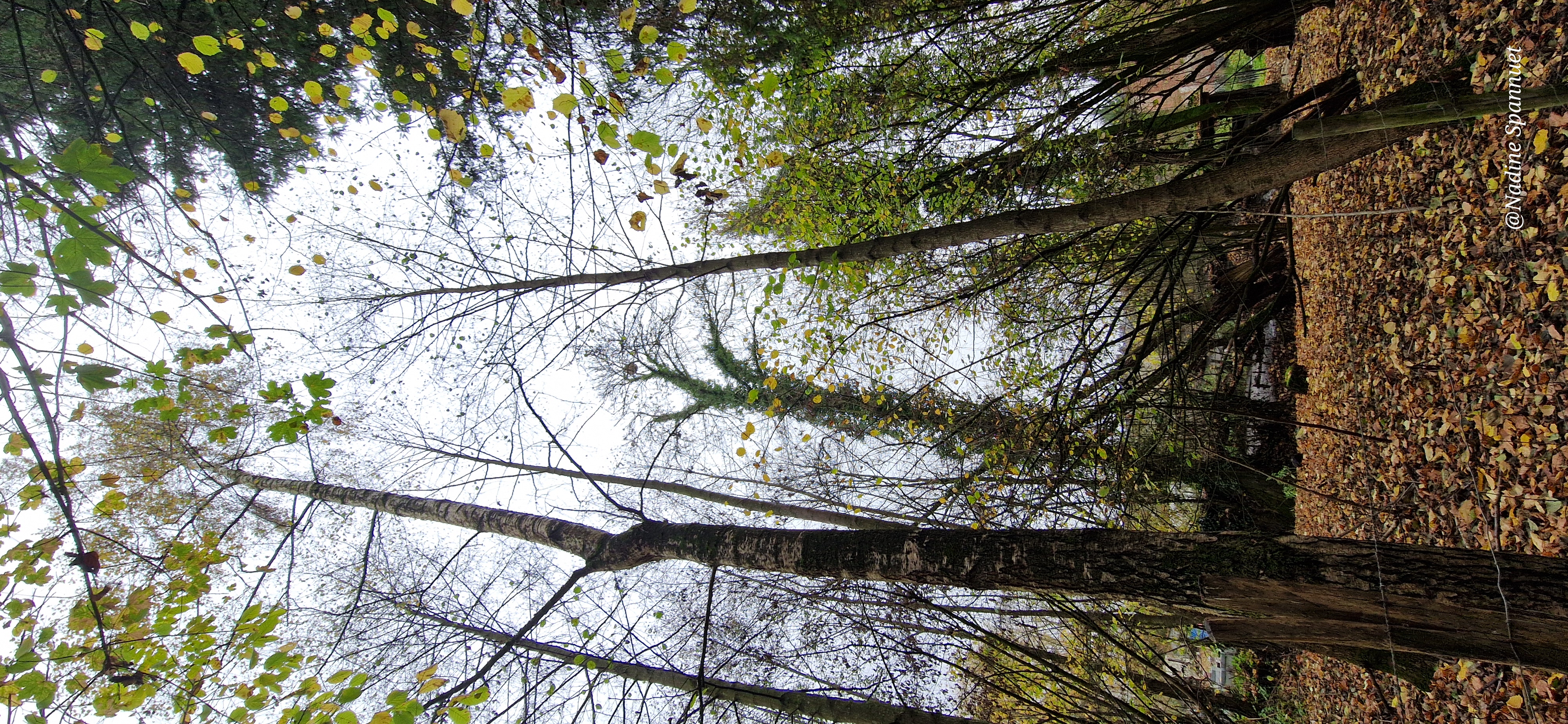 Photo supplémentaire du signalement #484