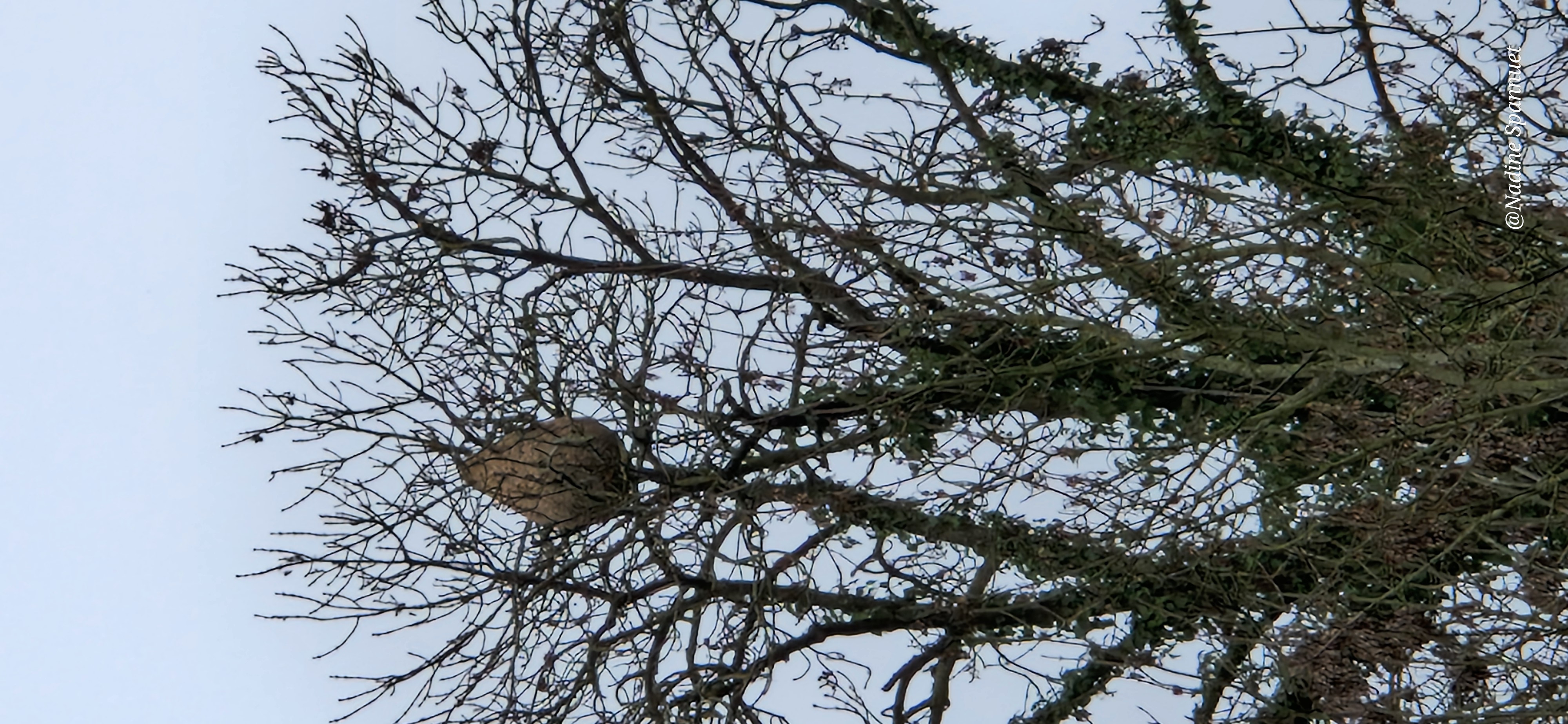 Photo supplémentaire du signalement #484