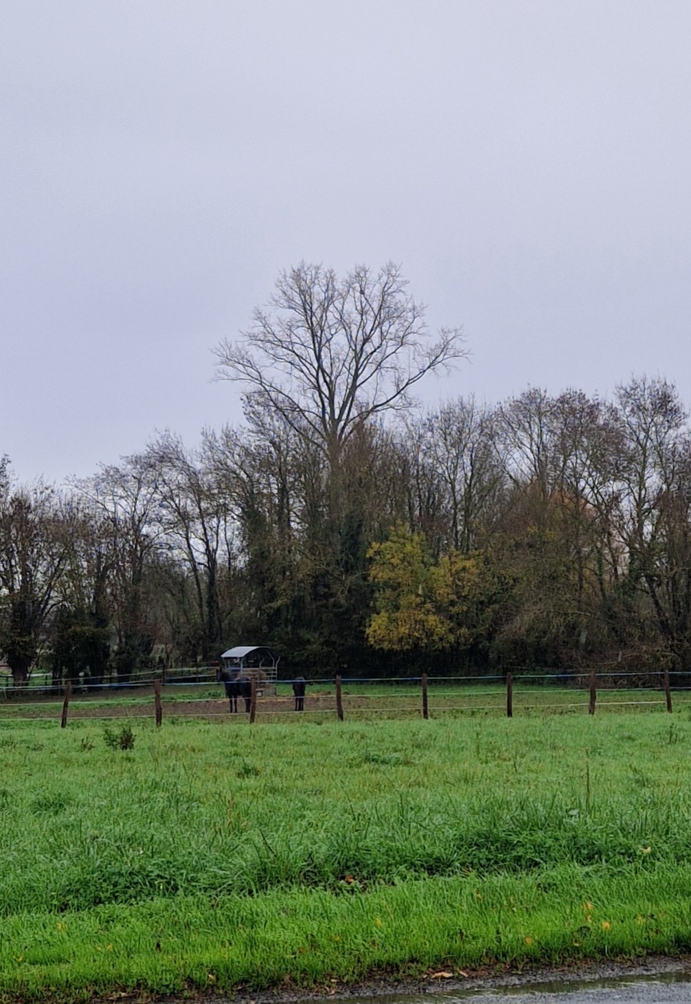 Photo supplémentaire du signalement #487