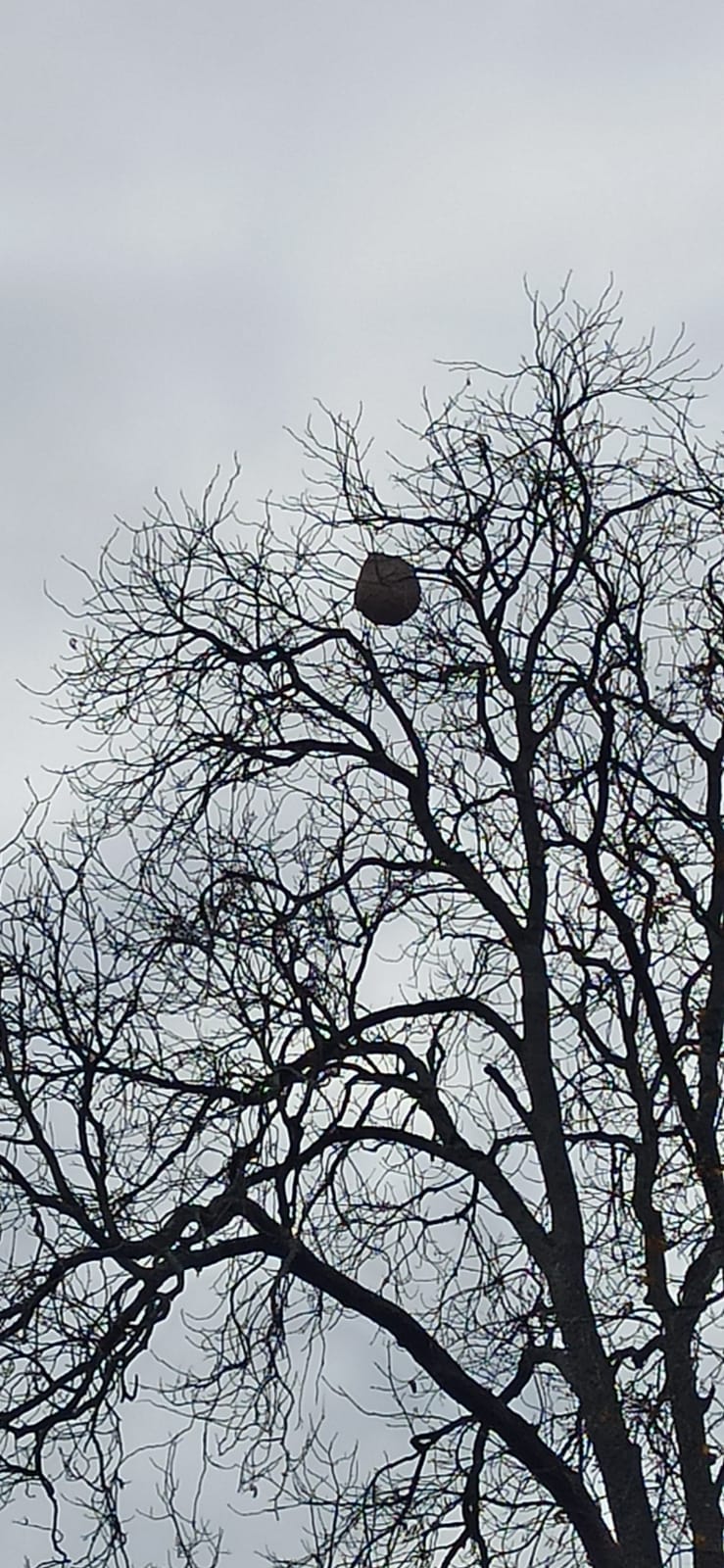 Photo supplémentaire du signalement #501