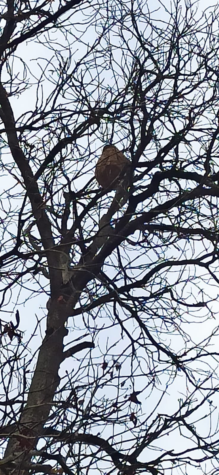 Photo supplémentaire du signalement #501