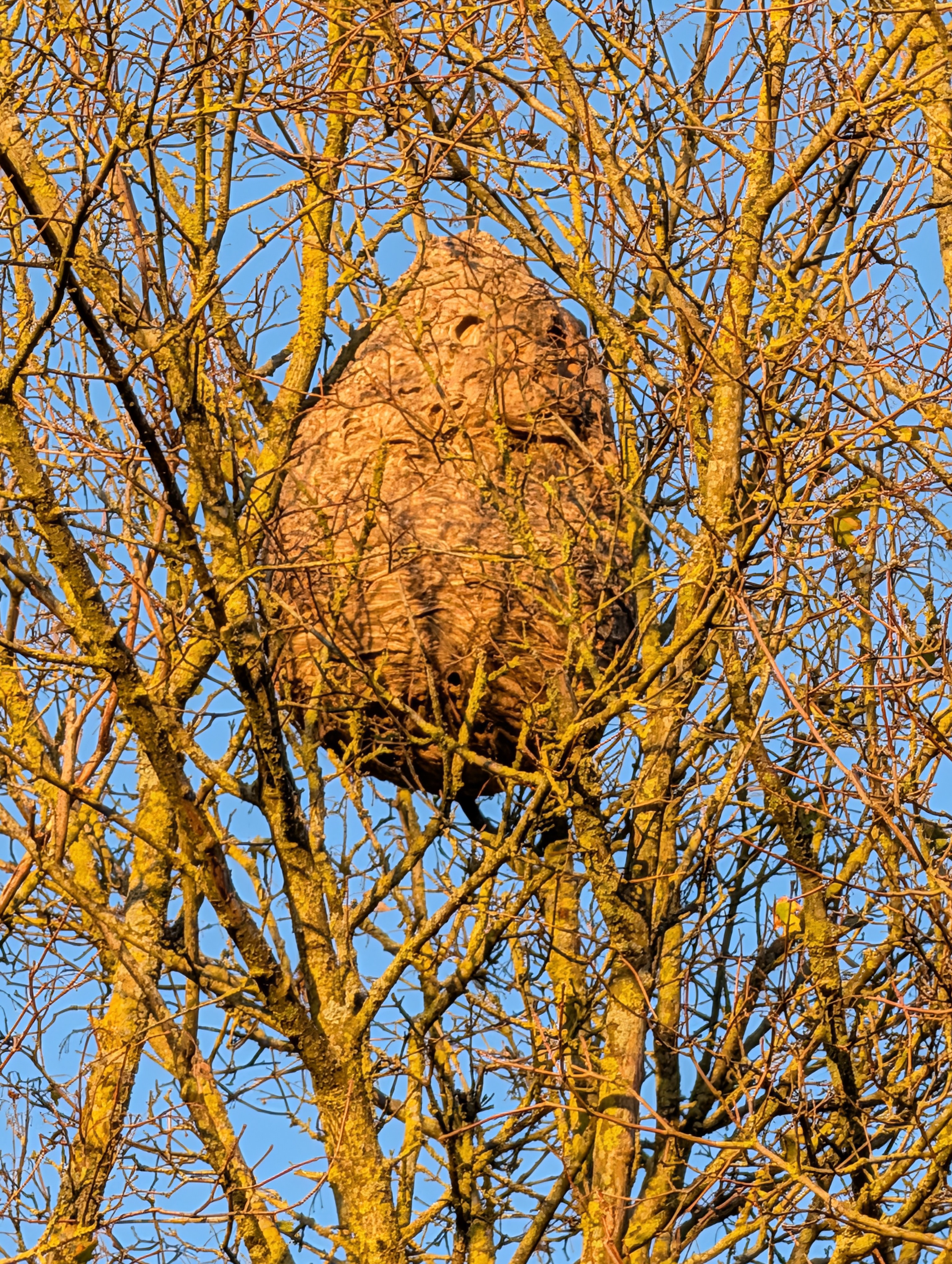 Photo supplémentaire du signalement #504