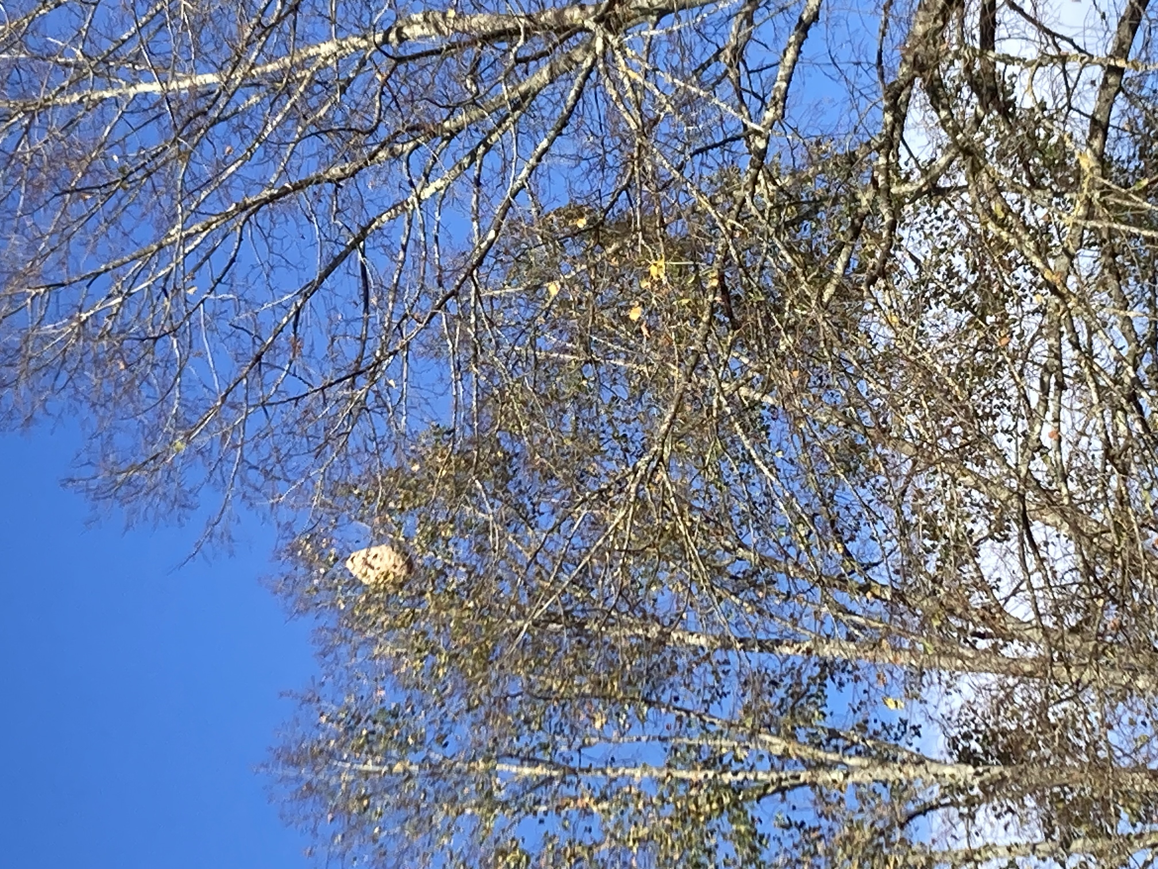 Photo supplémentaire du signalement #516