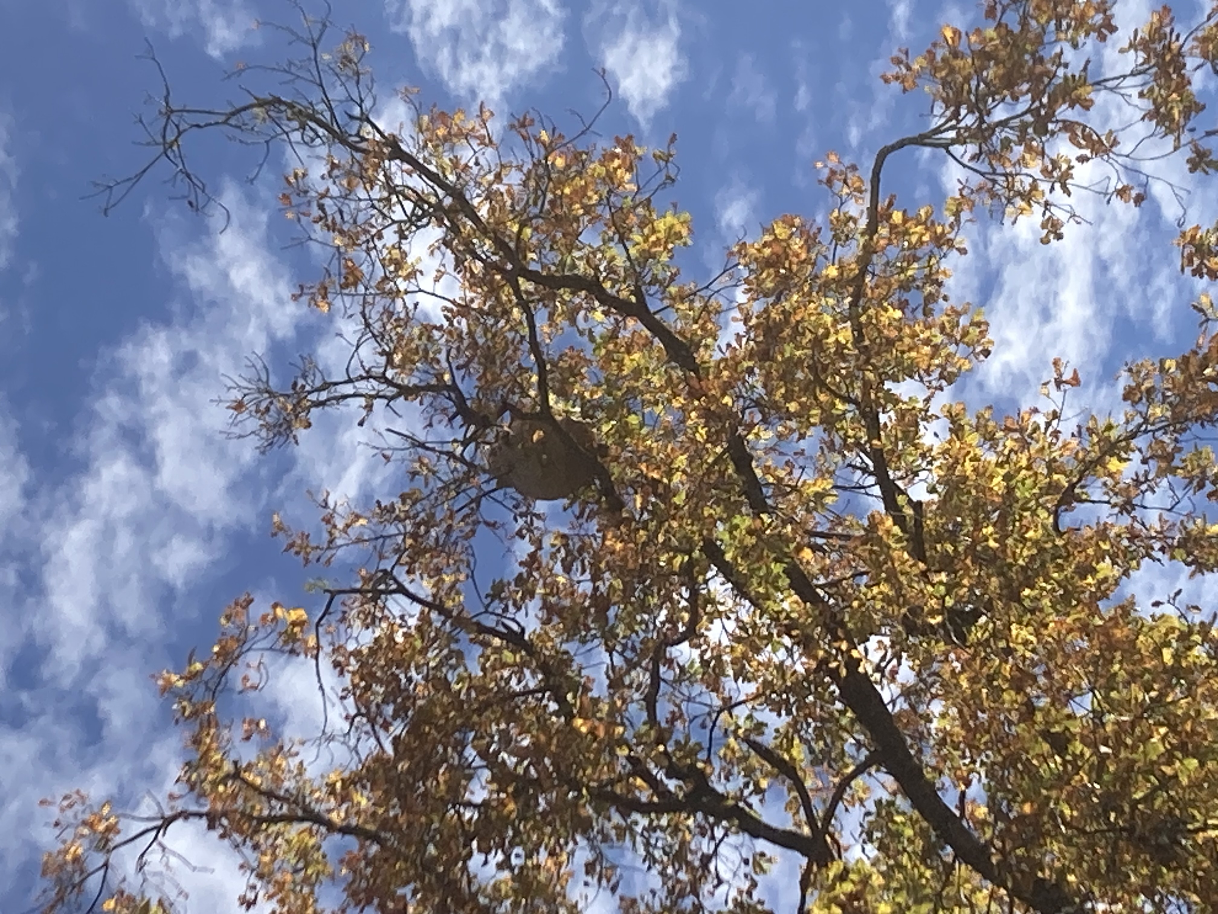 Photo supplémentaire du signalement #518