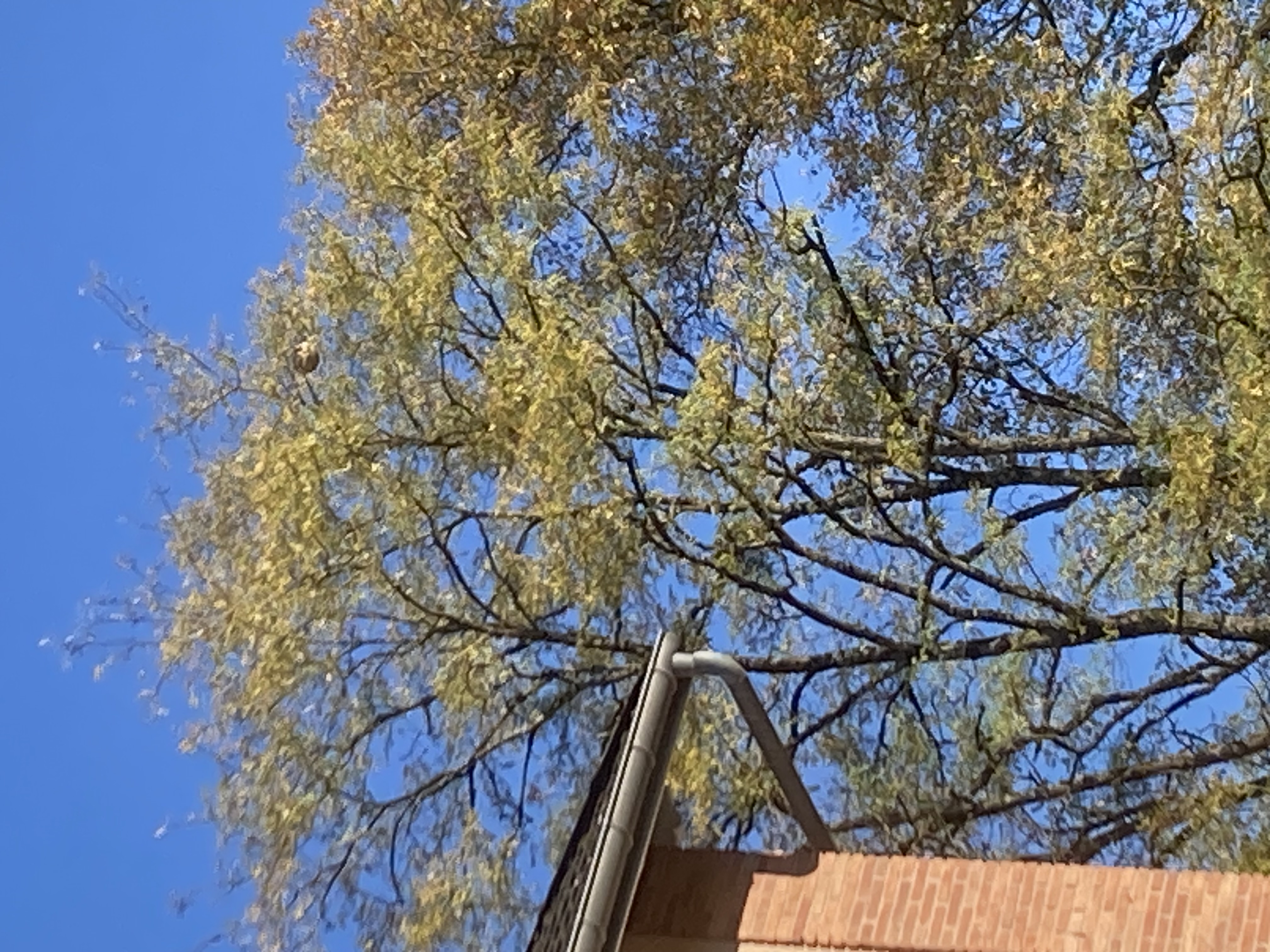 Photo supplémentaire du signalement #519