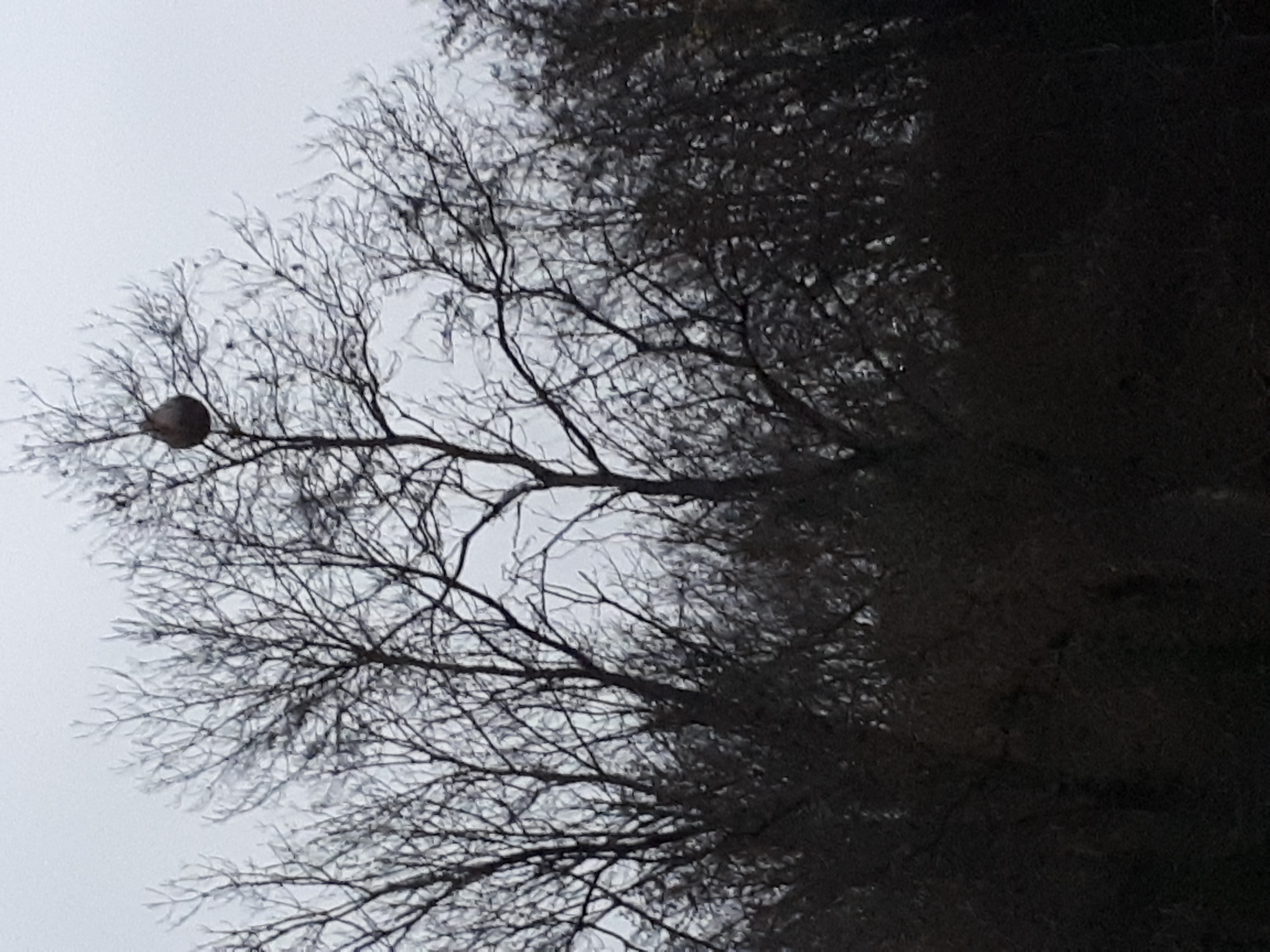 Photo supplémentaire du signalement #526