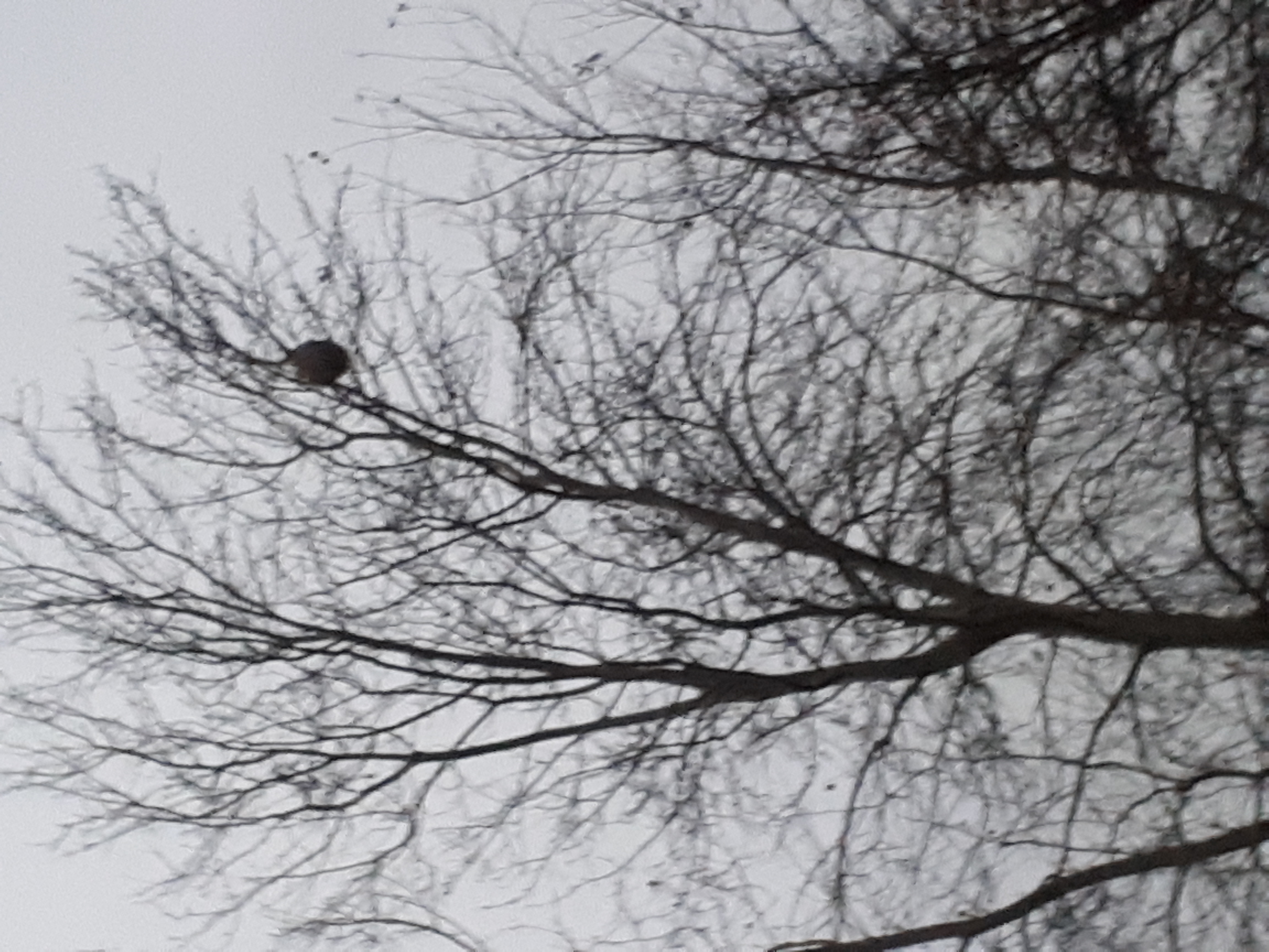 Photo supplémentaire du signalement #527