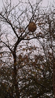 Photo supplémentaire du signalement #529