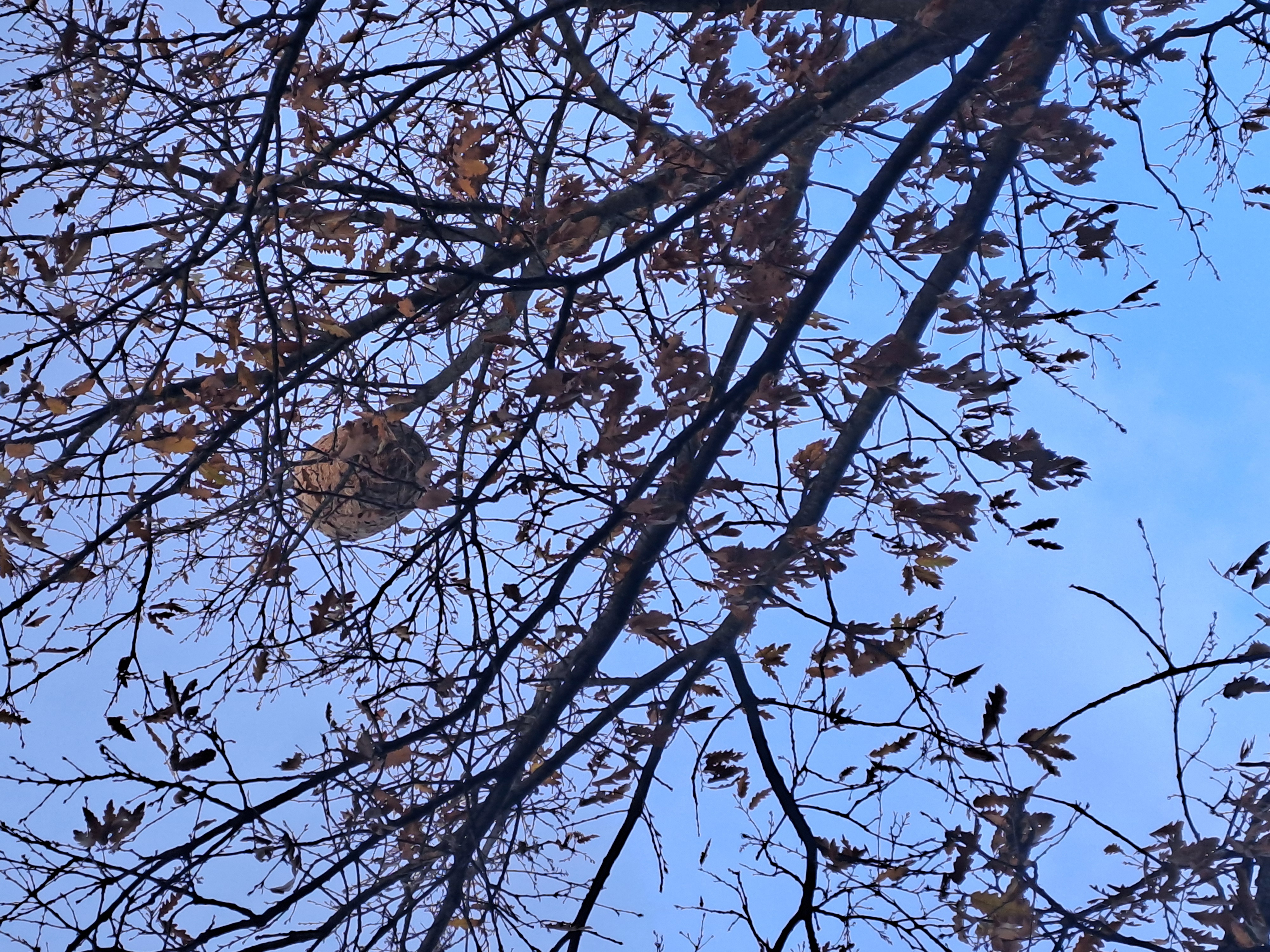 Photo supplémentaire du signalement #538