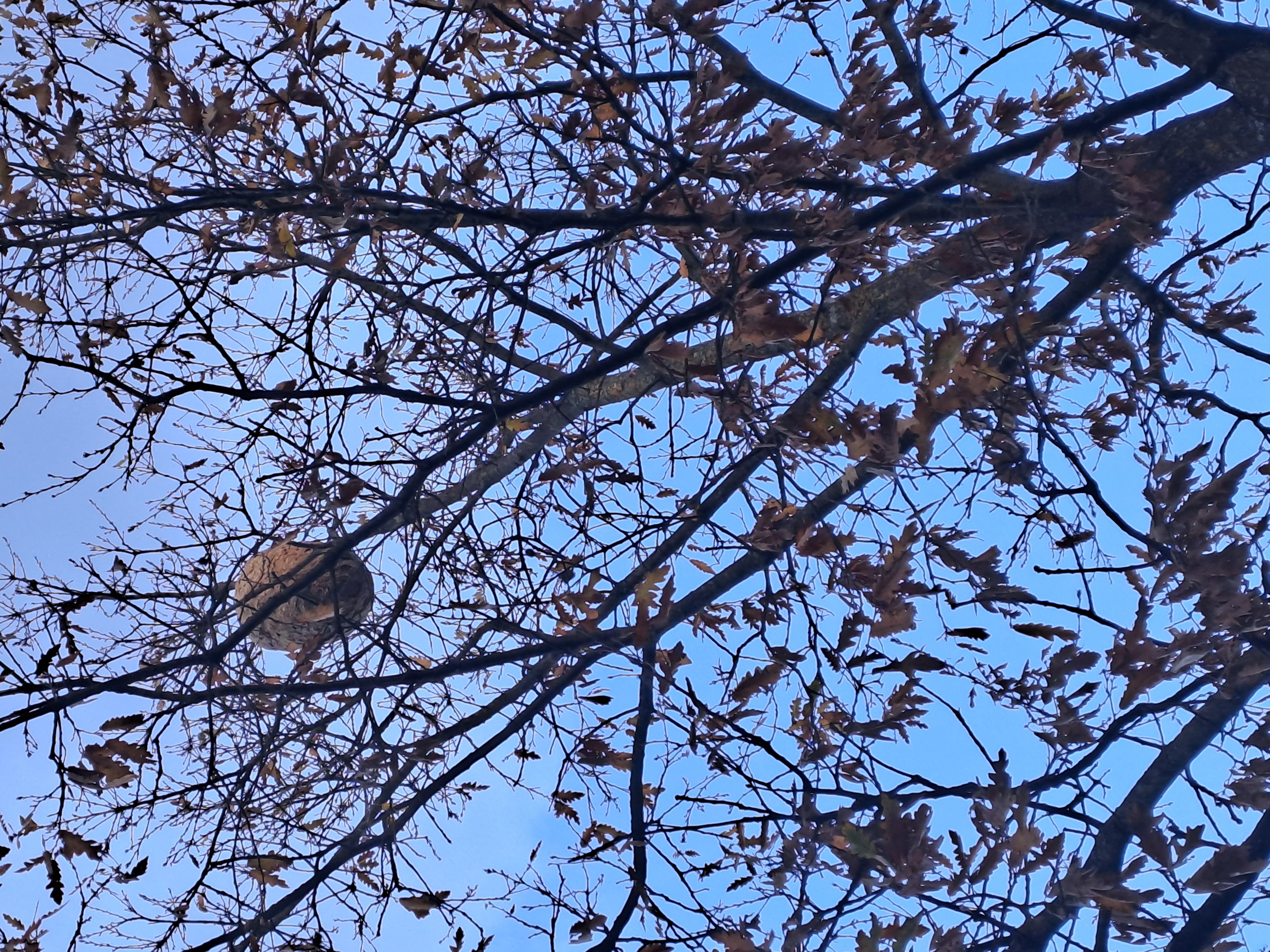 Photo supplémentaire du signalement #539