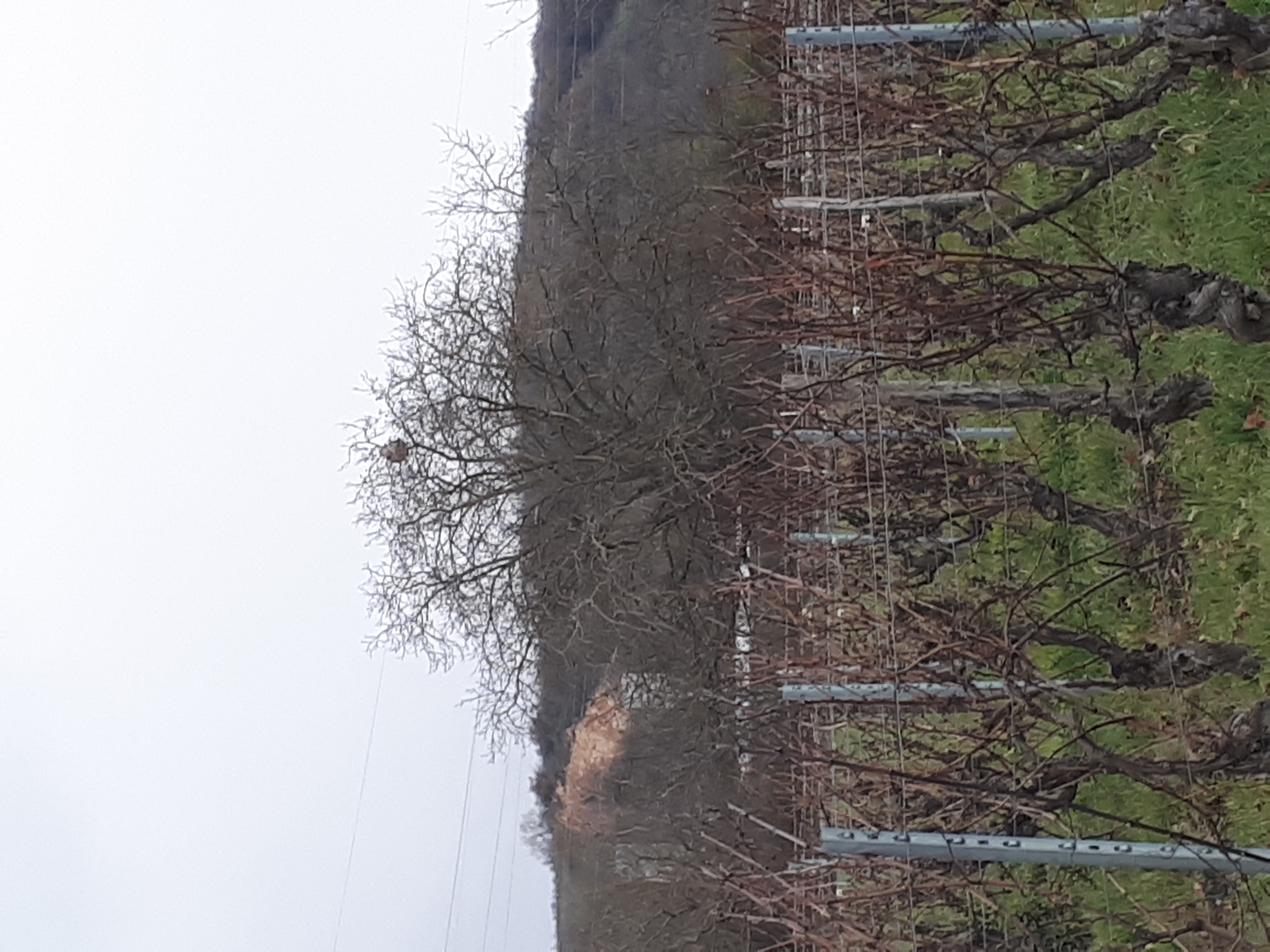 Photo supplémentaire du signalement #541