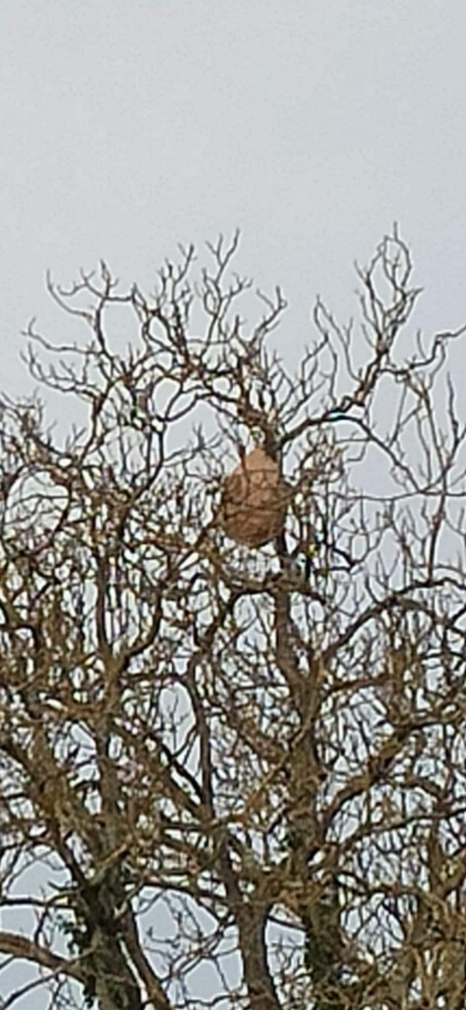 Photo supplémentaire du signalement #542