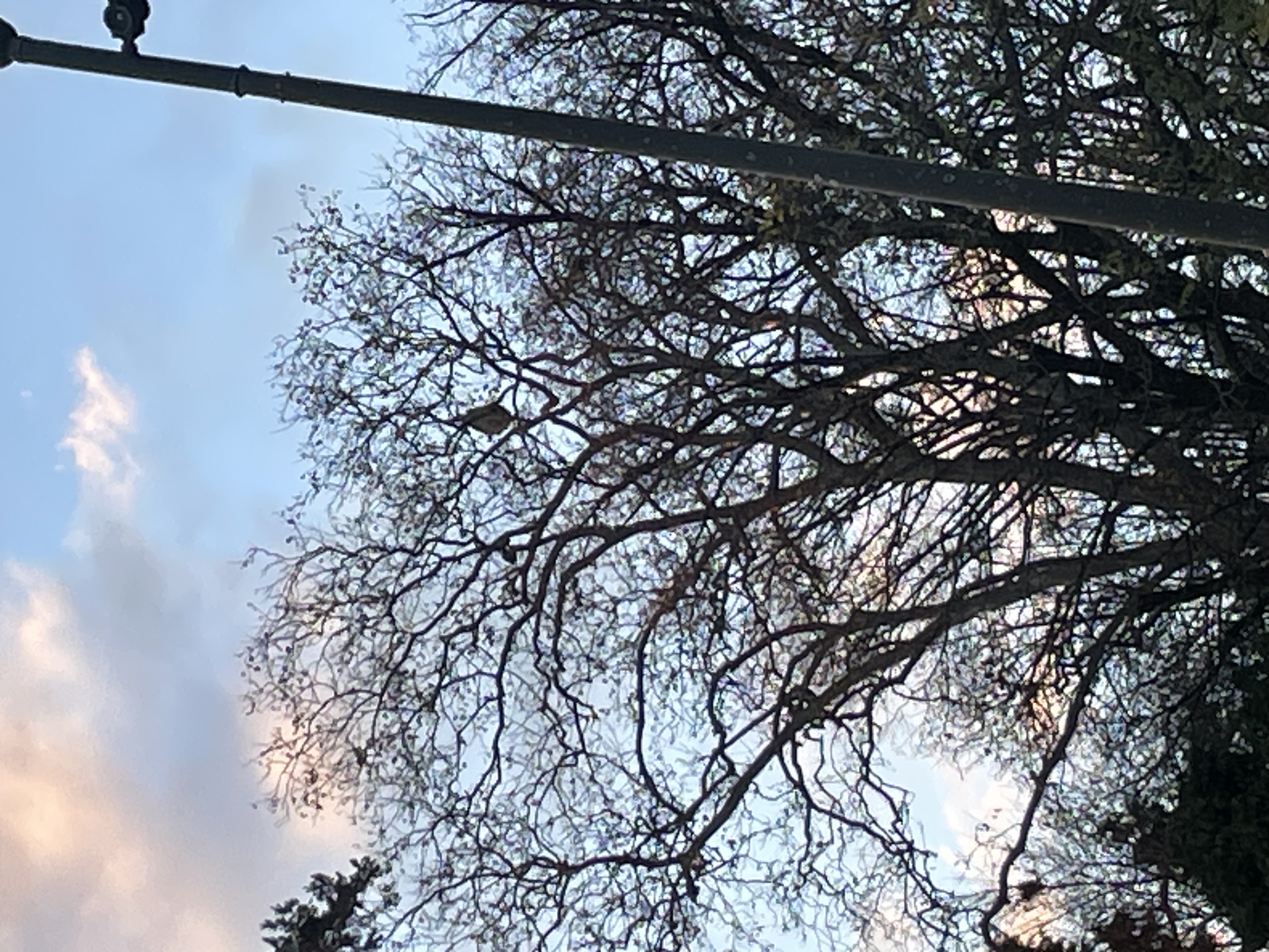 Photo supplémentaire du signalement #553