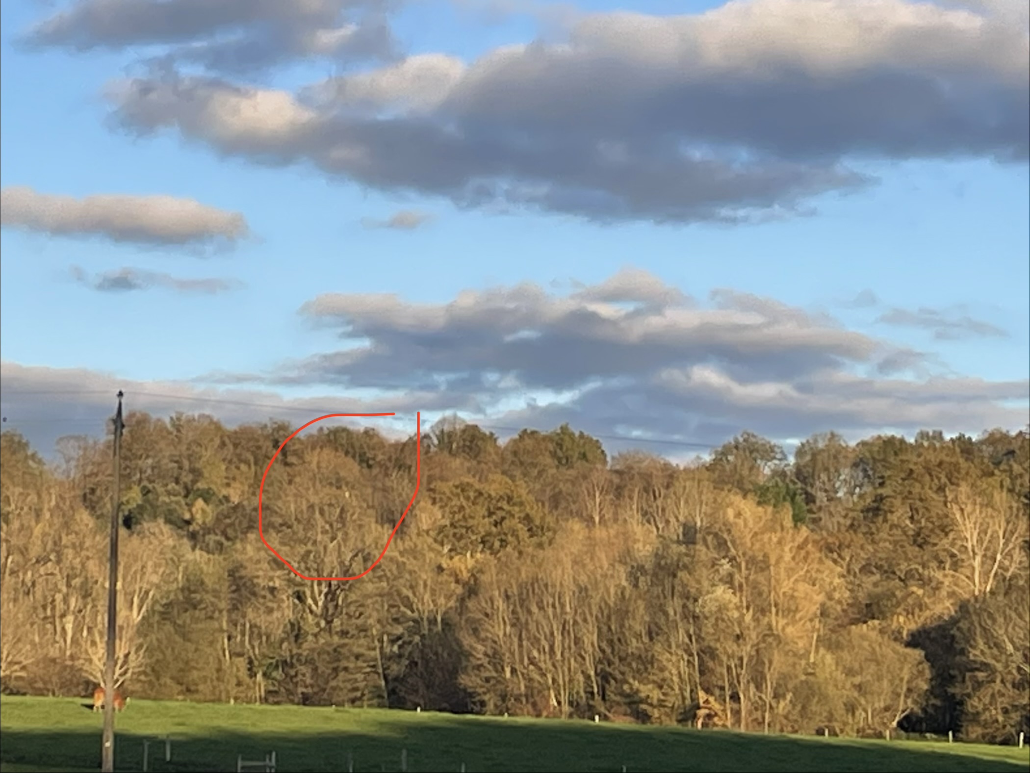 Photo supplémentaire du signalement #555