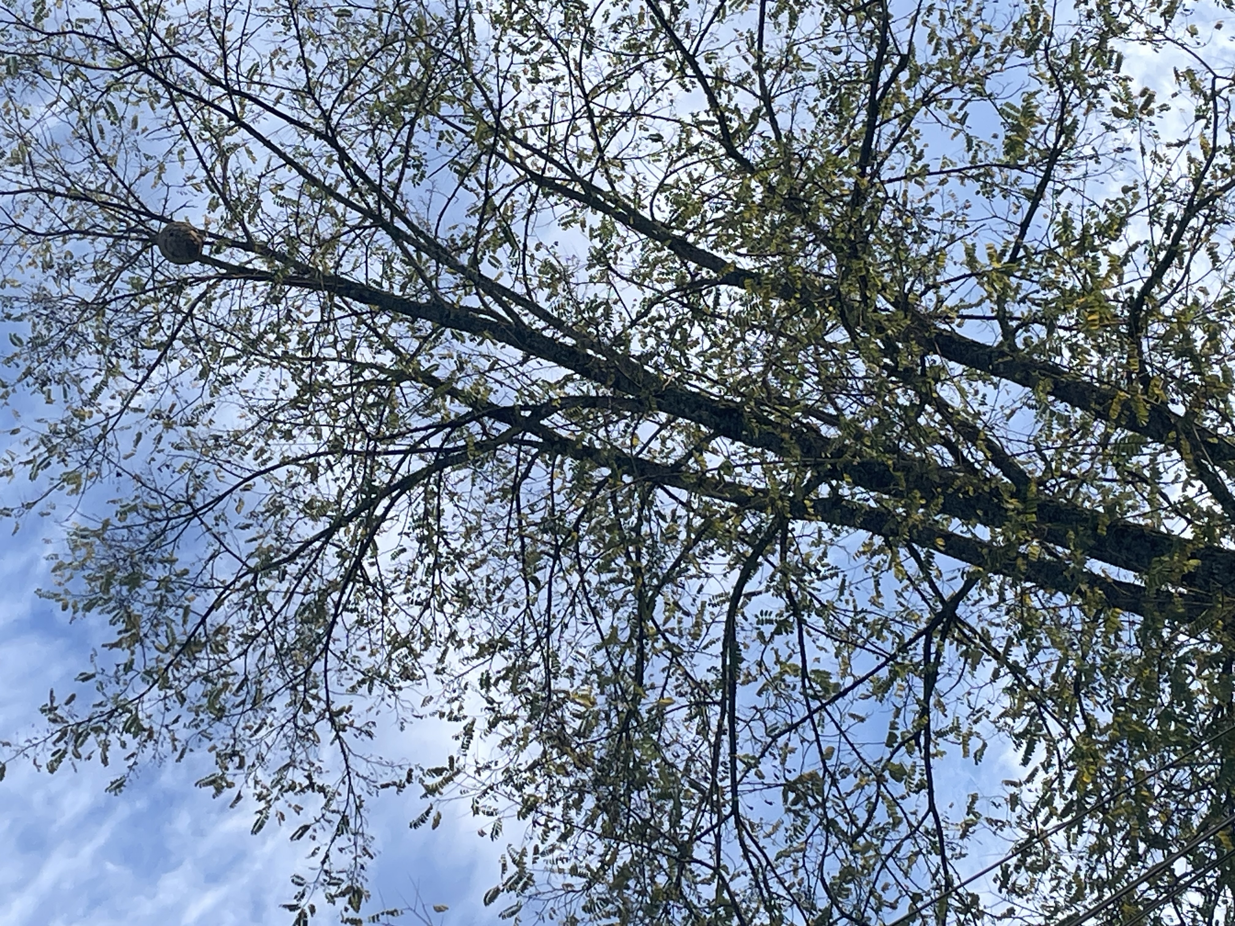 Photo supplémentaire du signalement #558