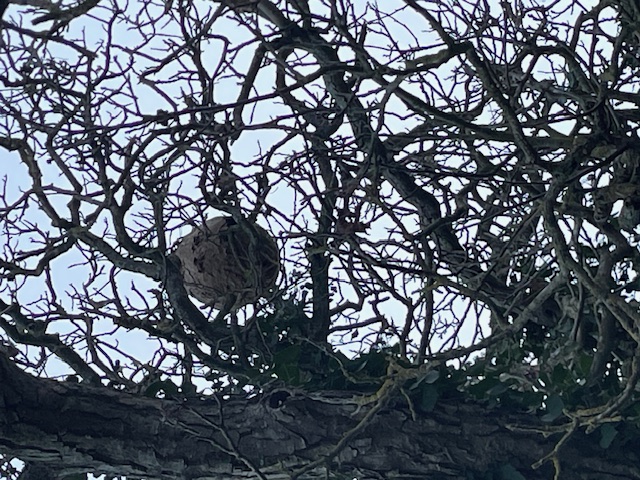 Photo supplémentaire du signalement #561