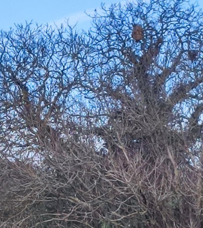 Photo supplémentaire du signalement #561