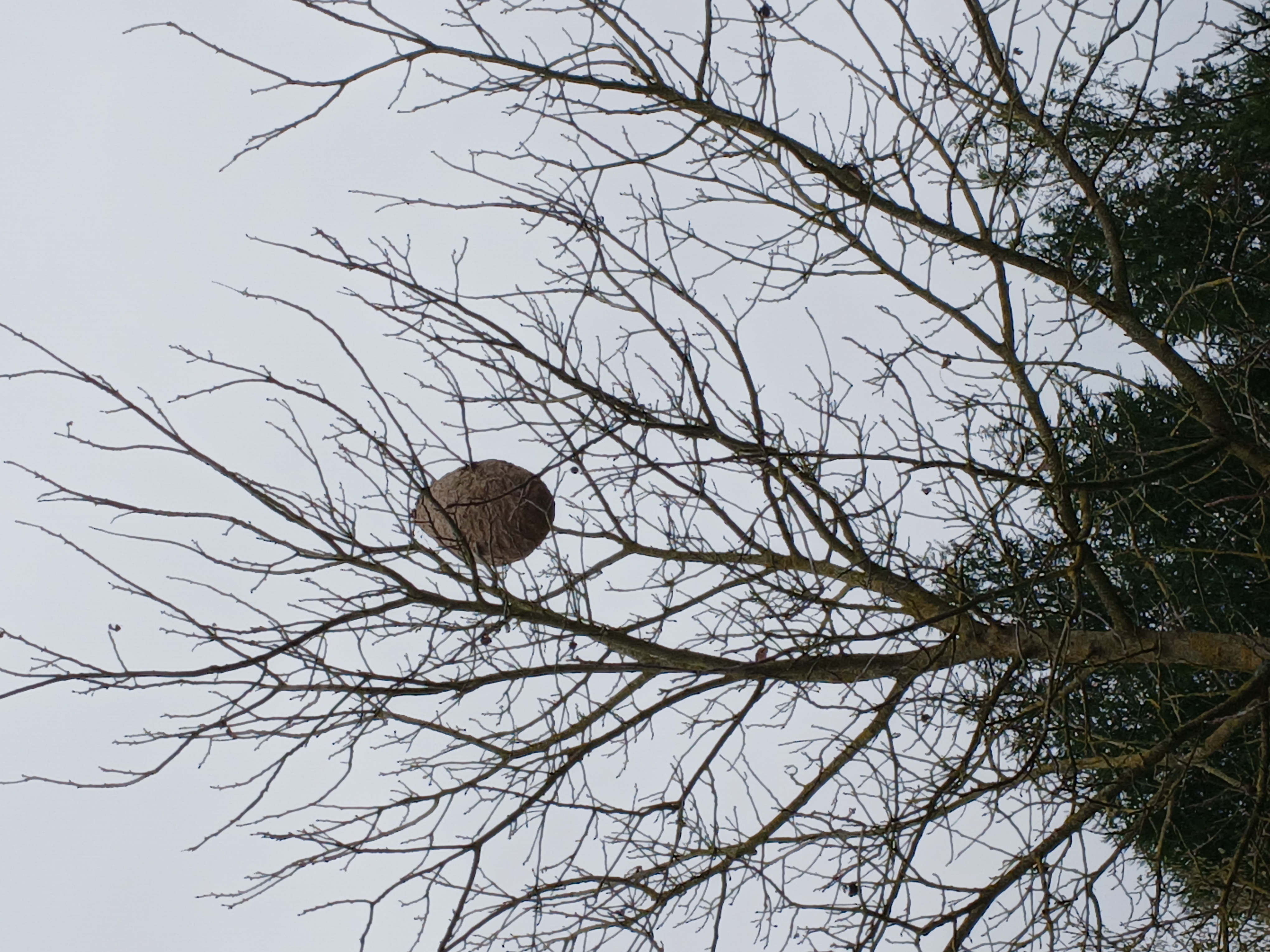 Photo supplémentaire du signalement #564