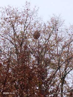 Photo supplémentaire du signalement #567