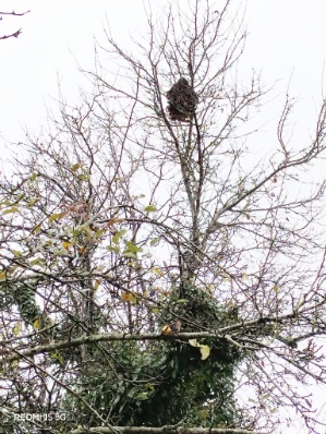 Photo supplémentaire du signalement #568