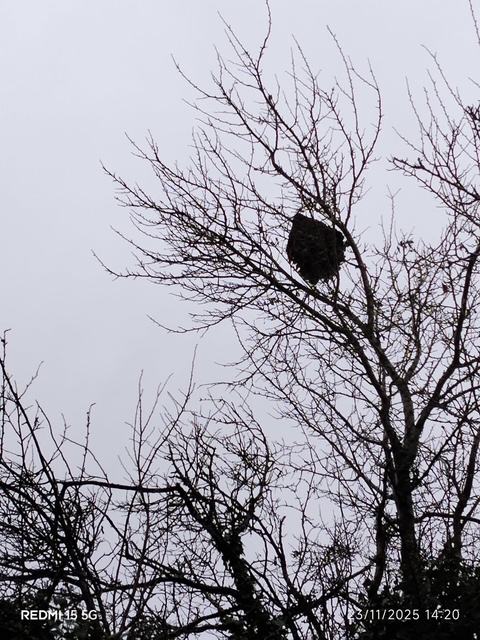 Photo supplémentaire du signalement #568